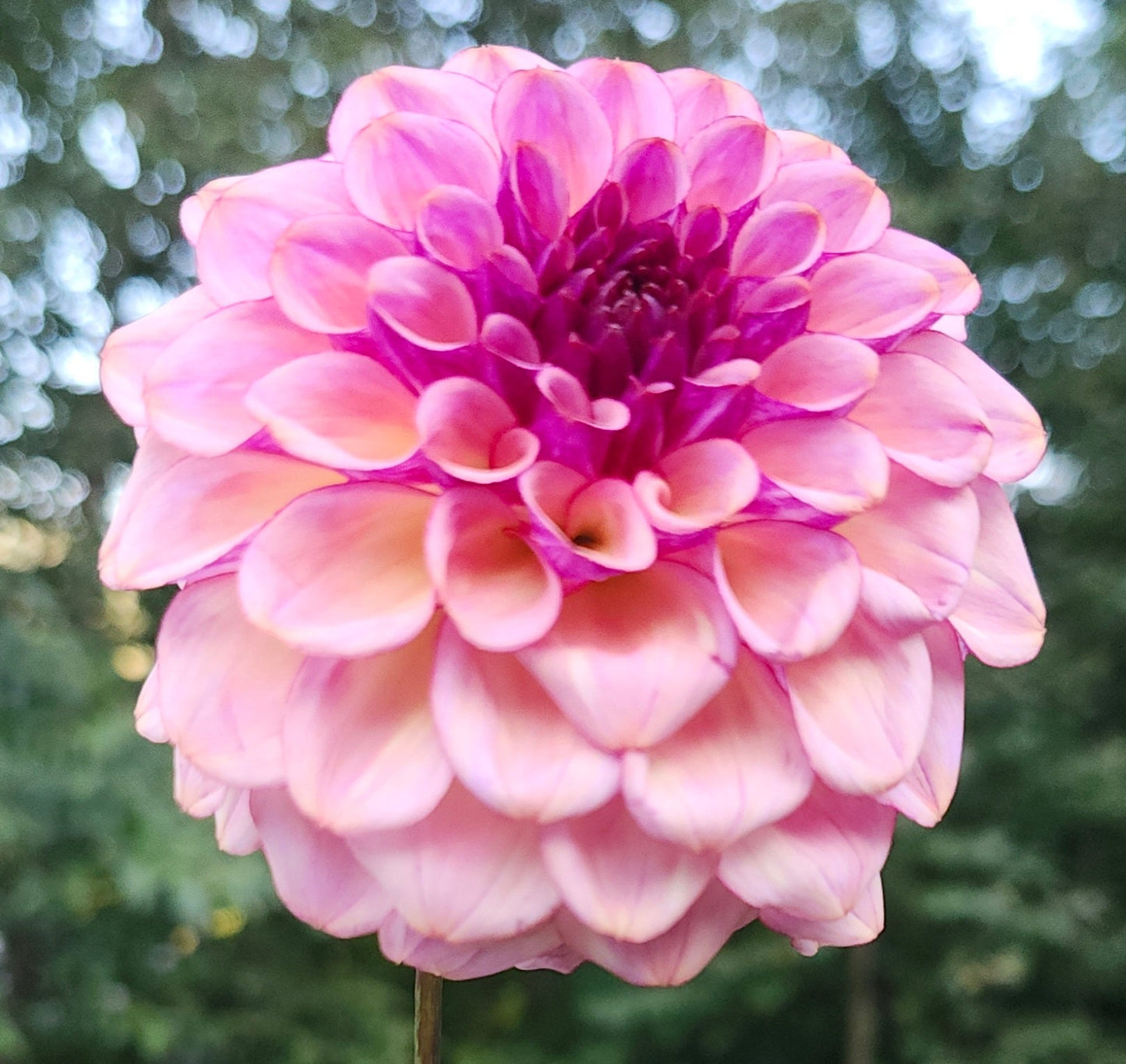 Ferncliff Thunder Tuber