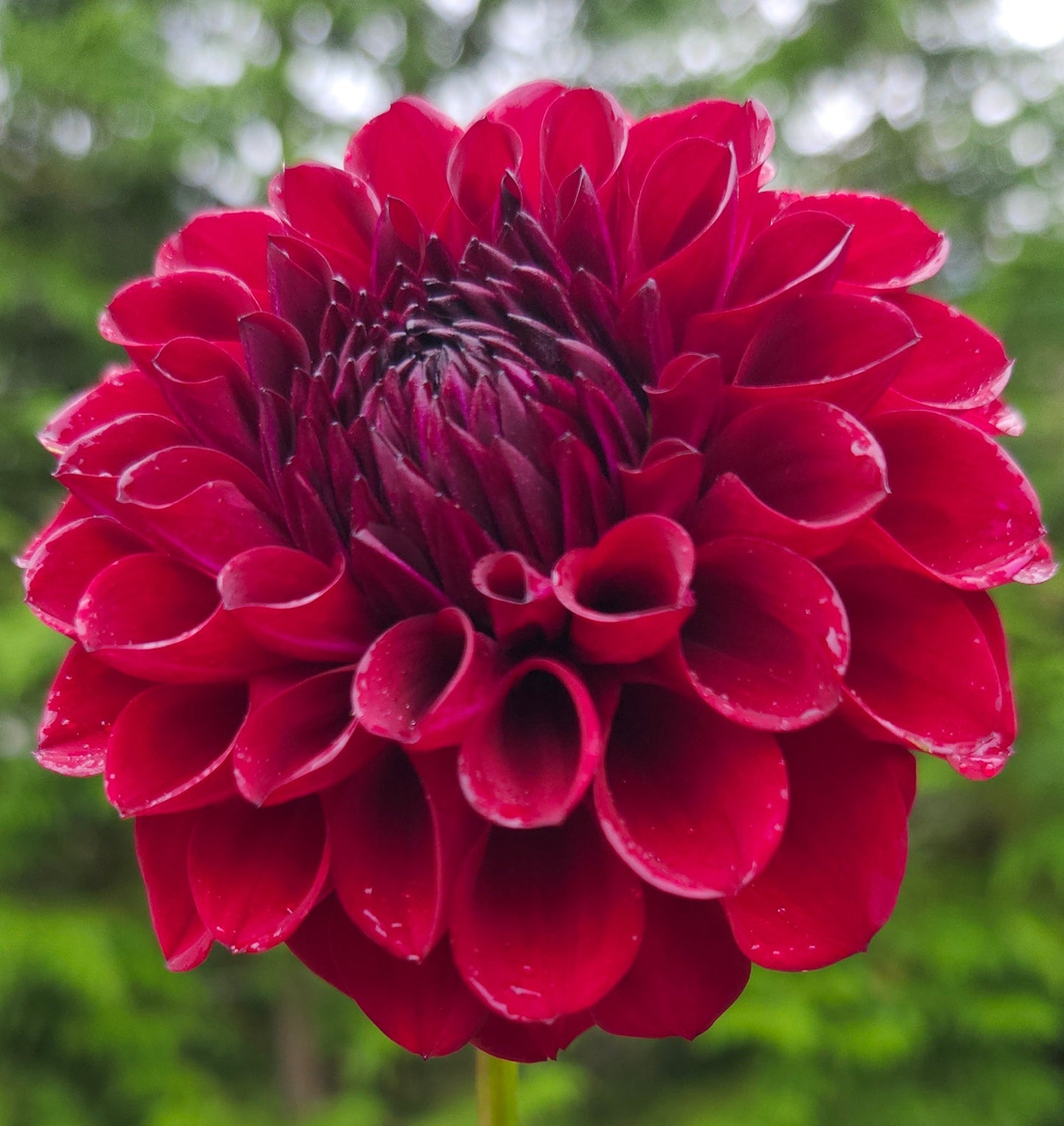 Ferncliff Black Cherry Tuber