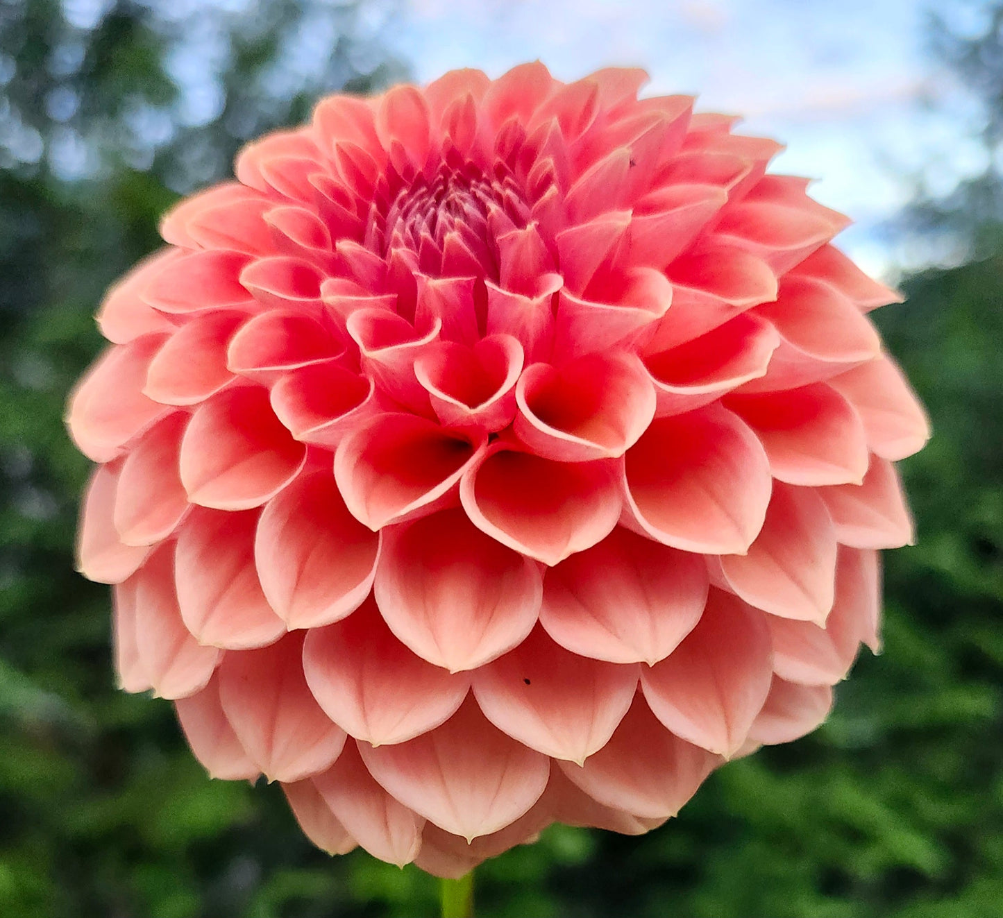 Ferncliff Apricot Tuber
