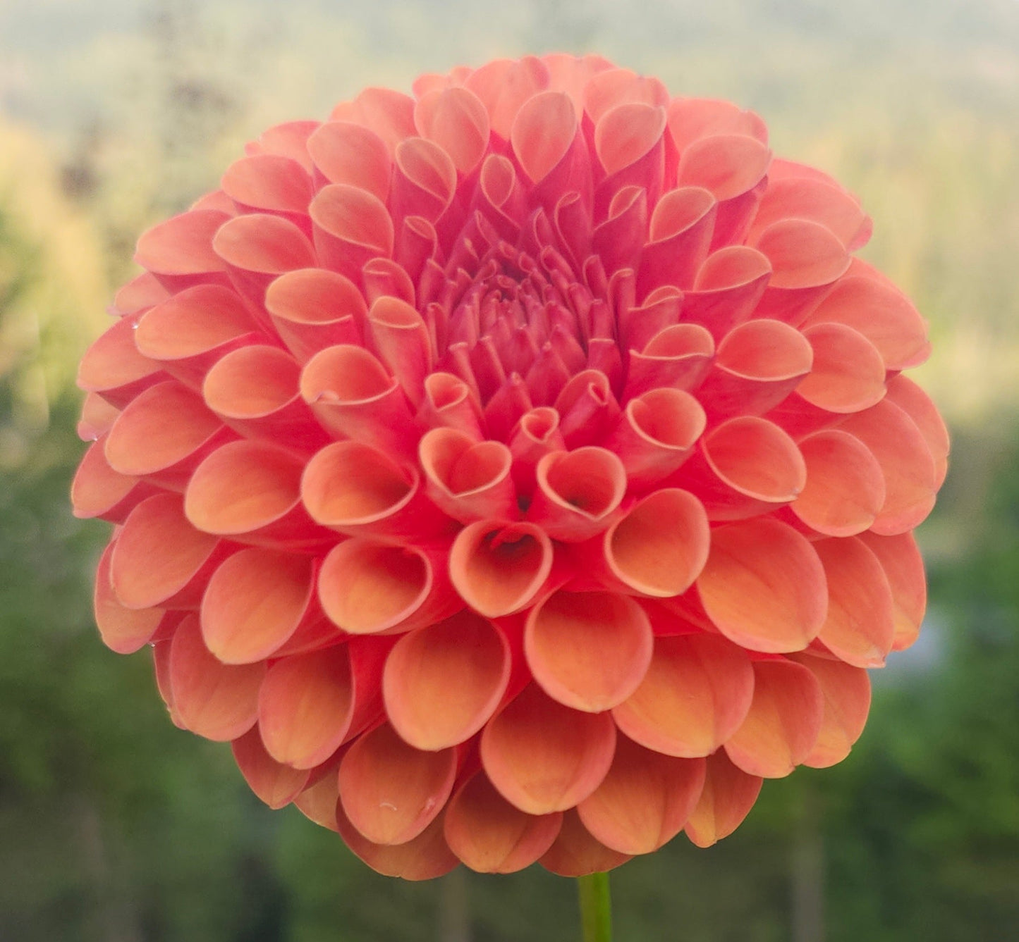 Valley Rust Bucket Tuber