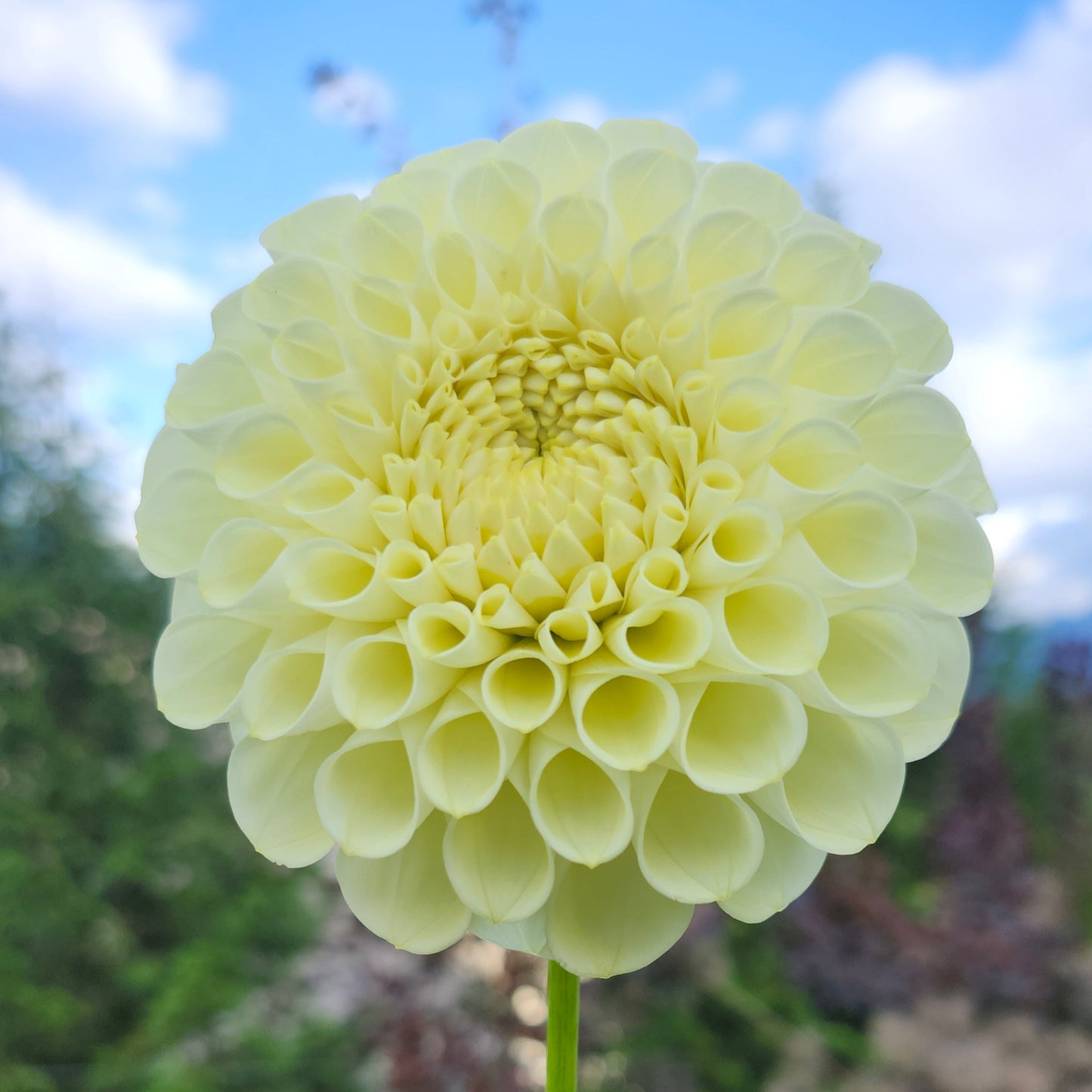 MM Buttercream Tuber