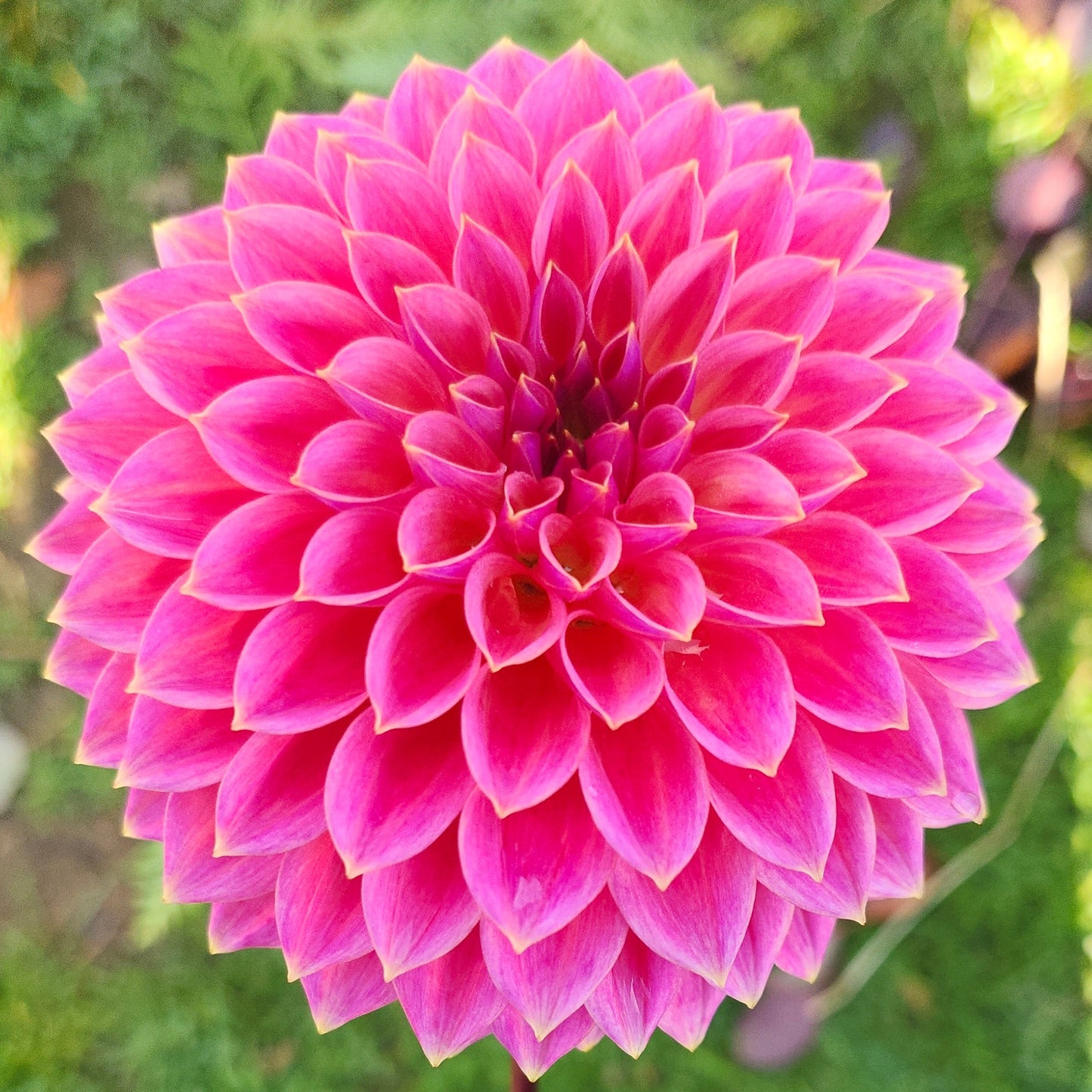 Polventon Kristobel Tuber