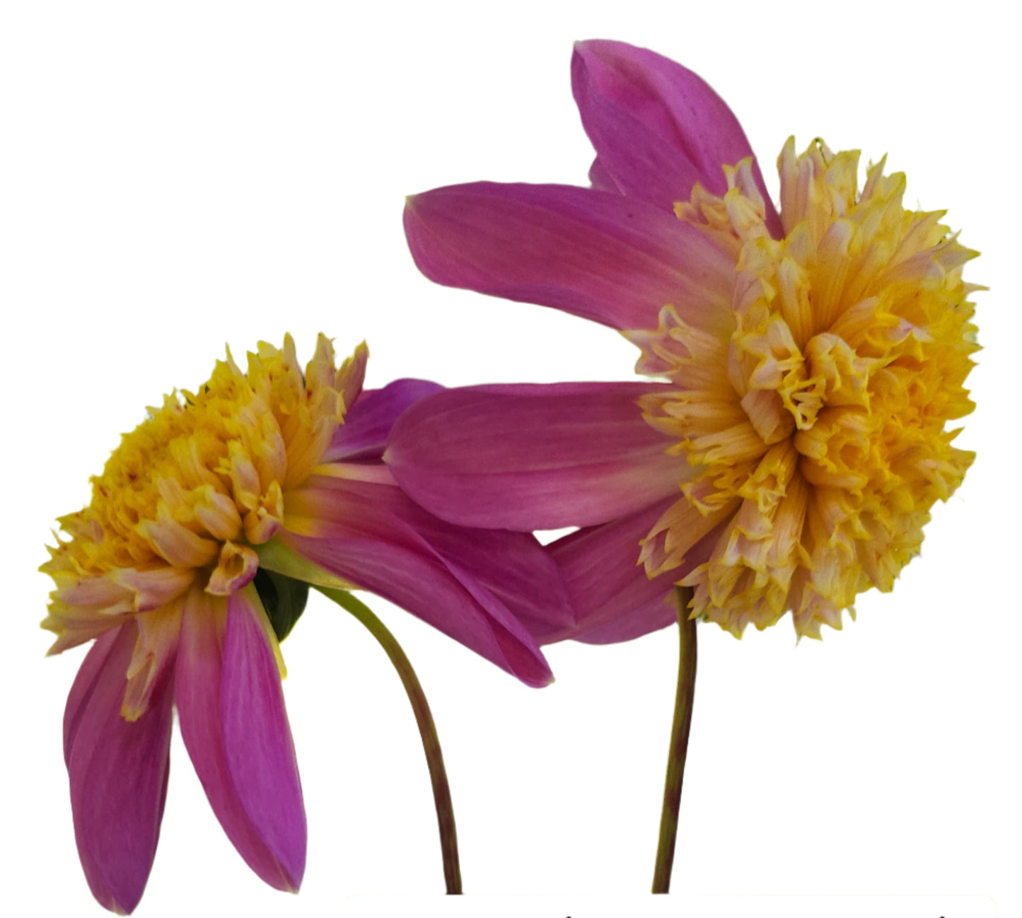 Van Isle Rosy Maple Tuber