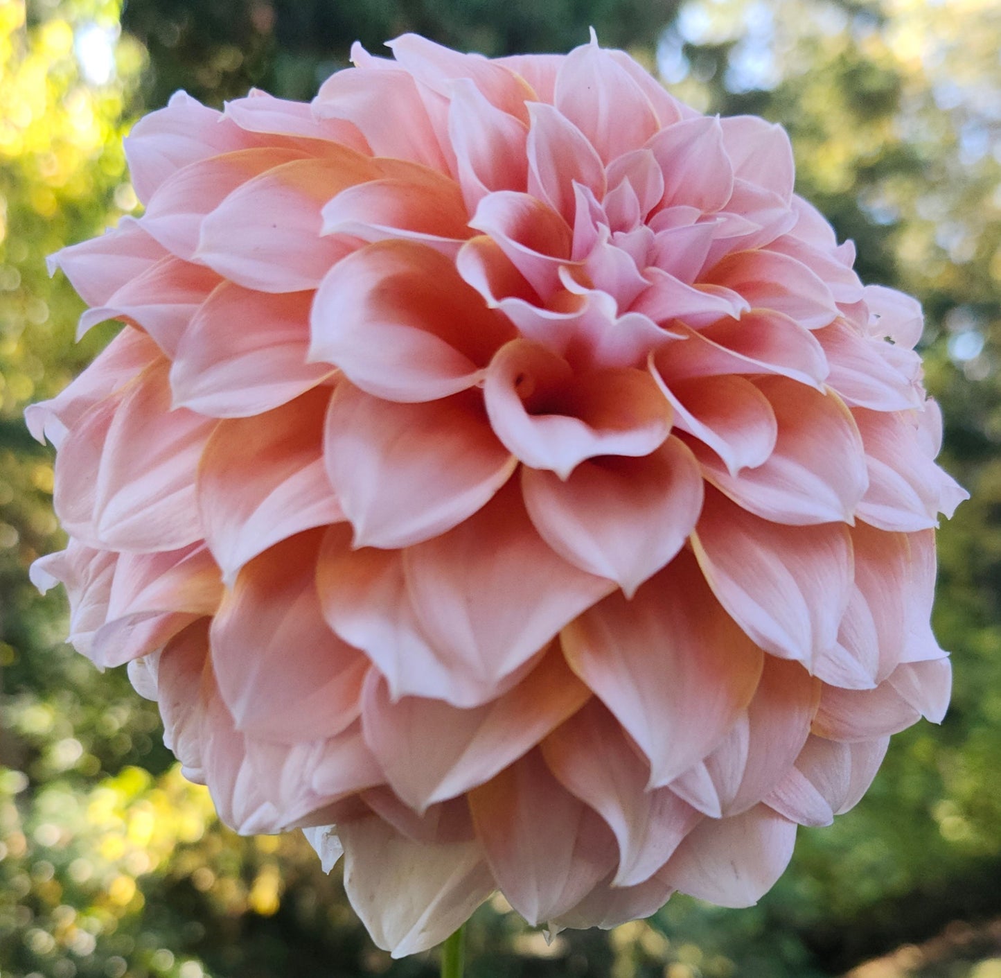 Peaches N' Cream Tuber