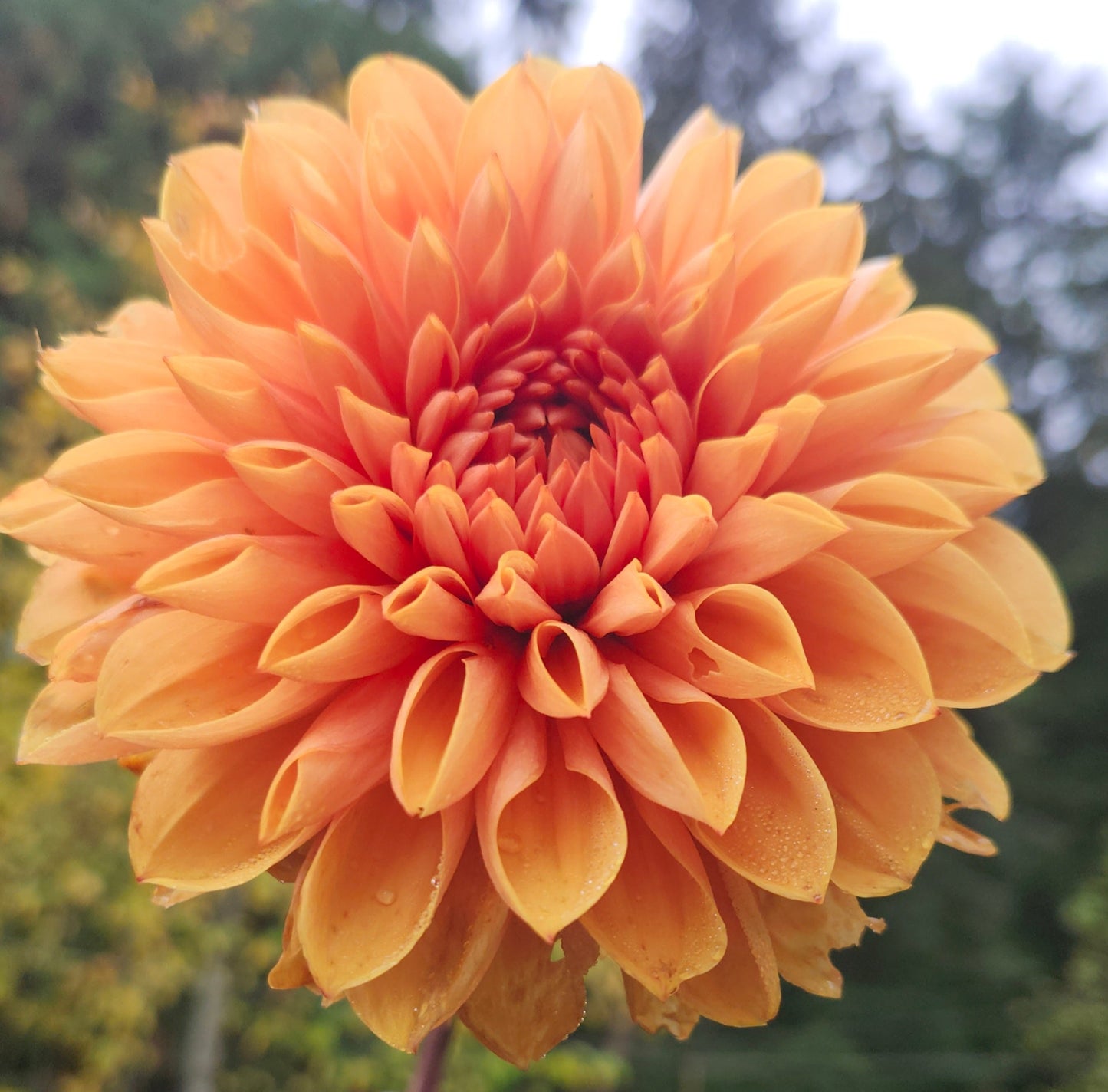 Love of my Life Tuber