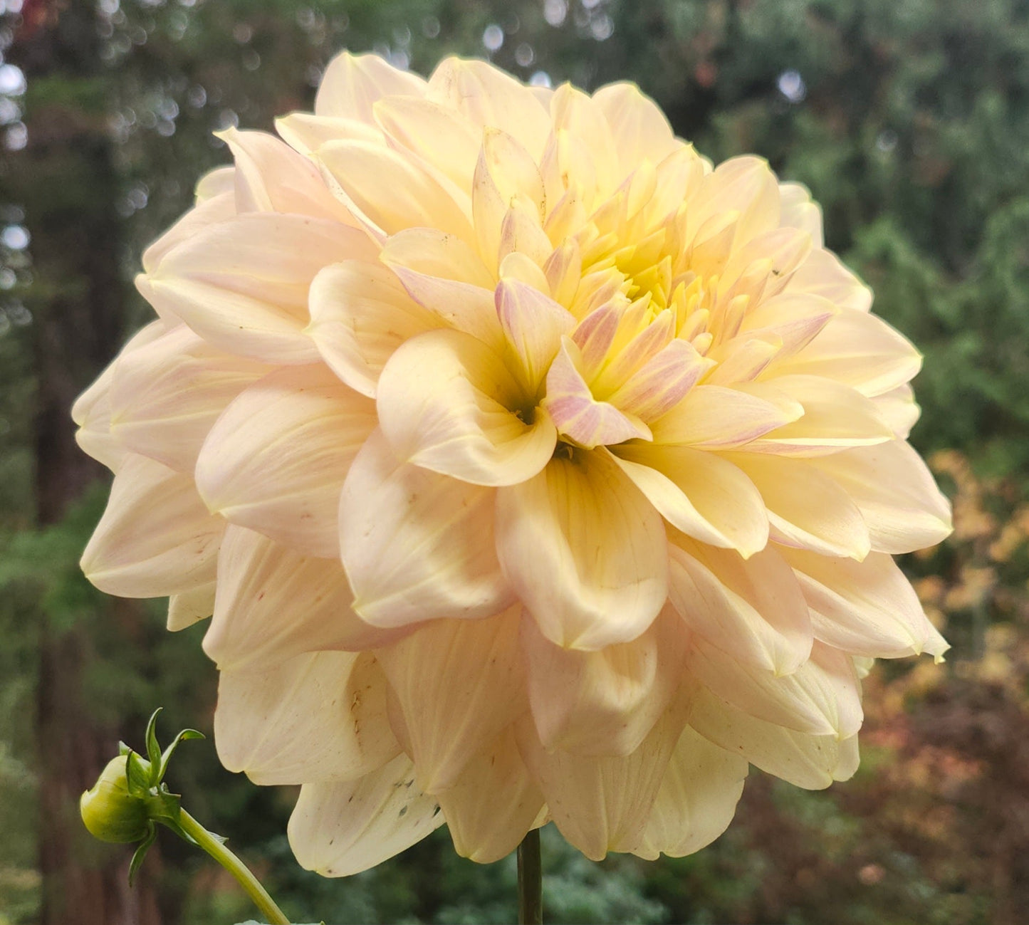 Wyn’s N.E.W. Pastel Tuber