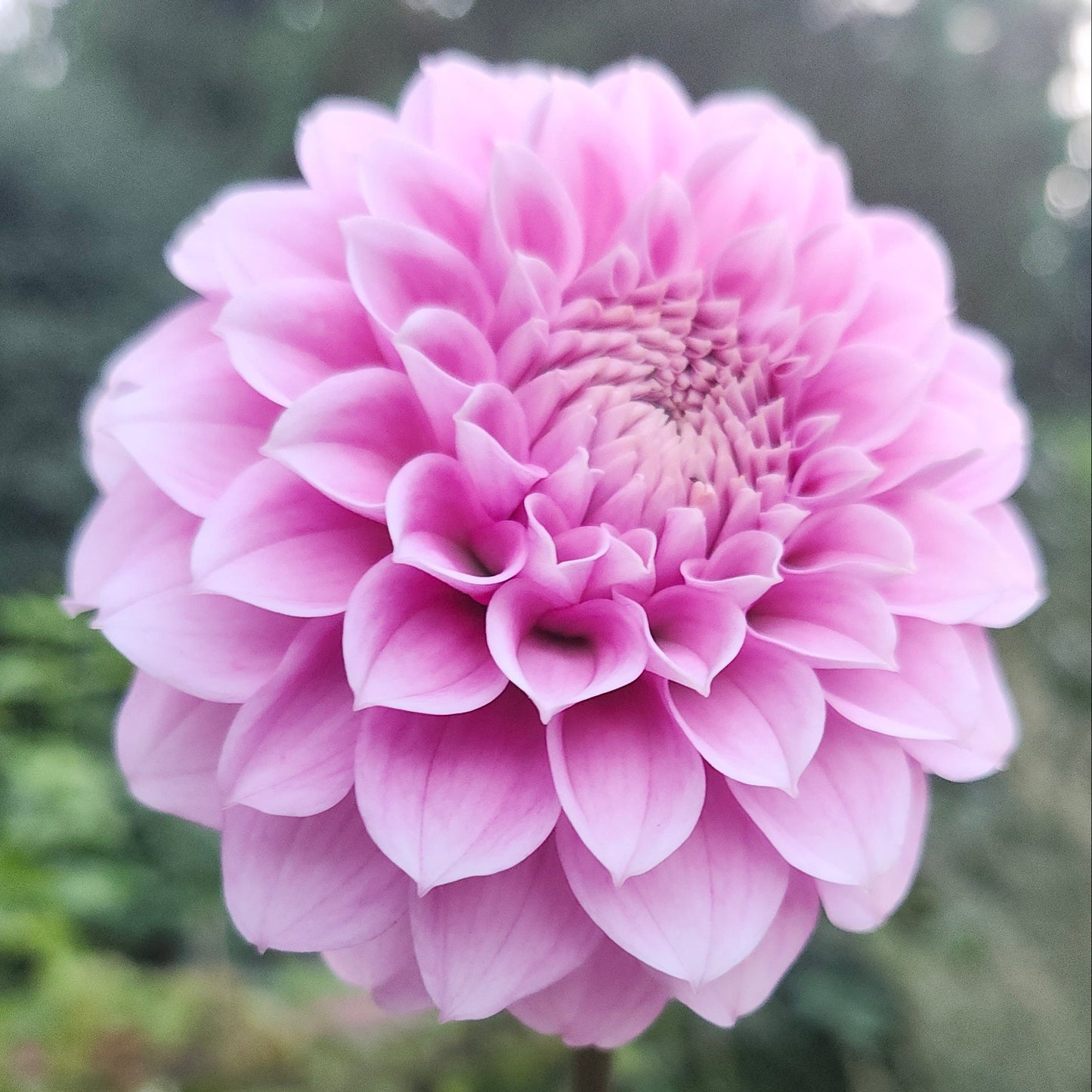 Levi's Confessor Cutting