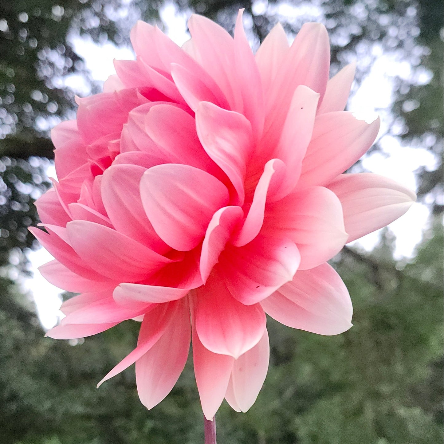 Carolina Wagemans Cutting