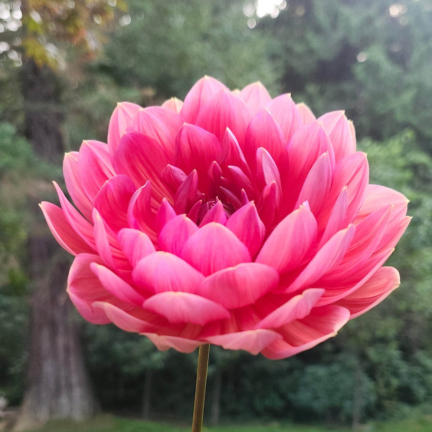 Hollyhill Daydream Cutting