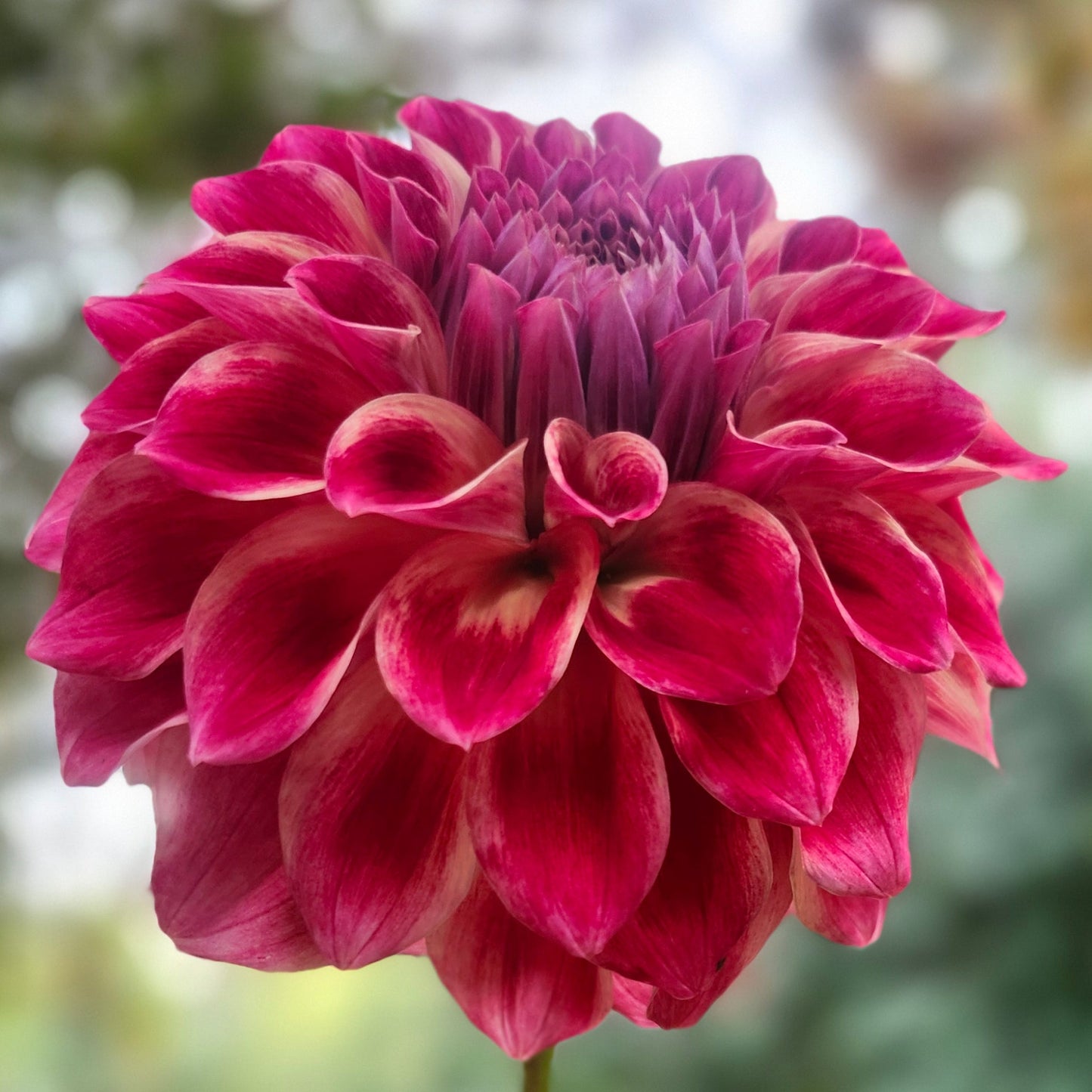 Winkie Rubarb Cutting