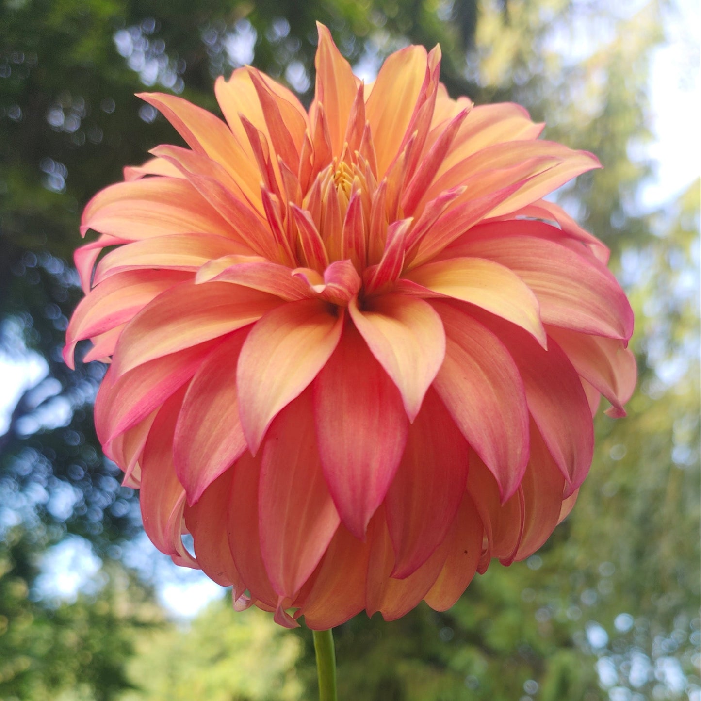 Bloomquist Pumpkin Cutting