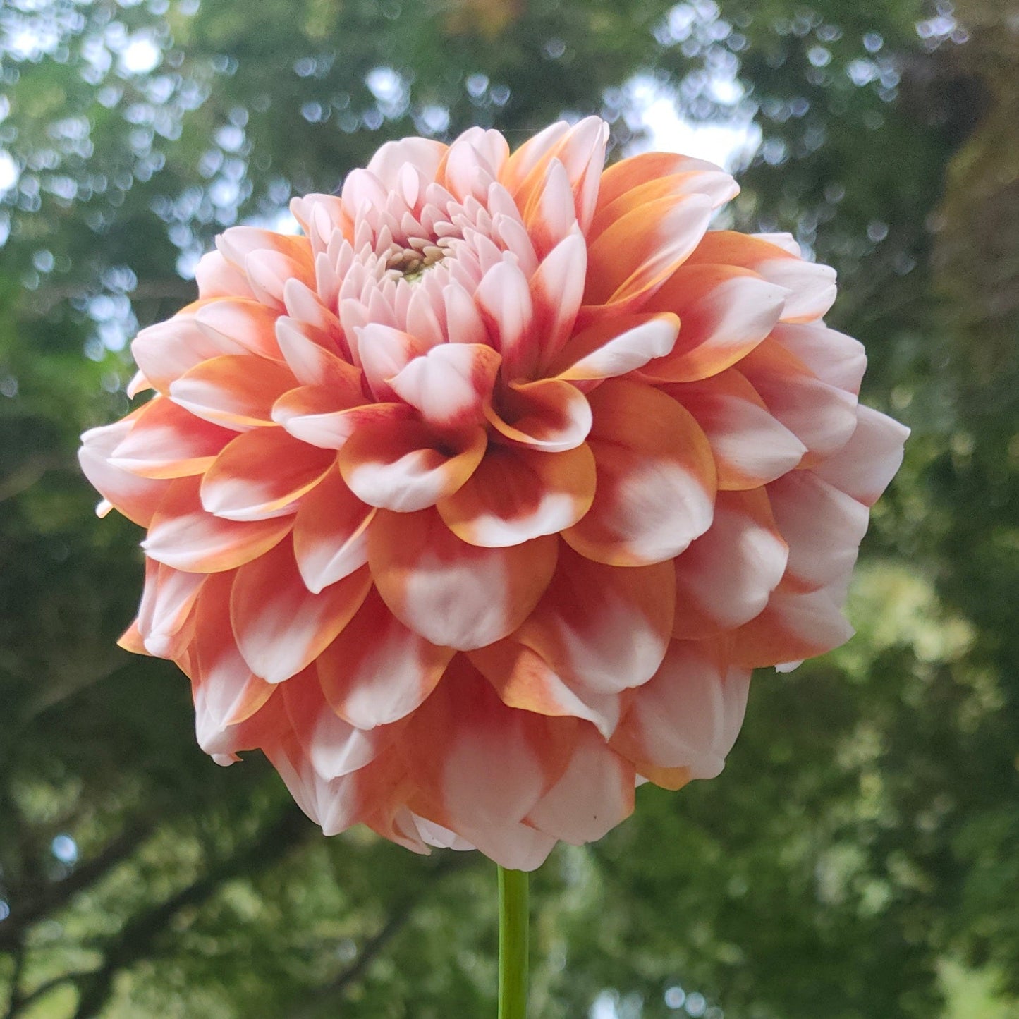 Tangerine Dream Tuber