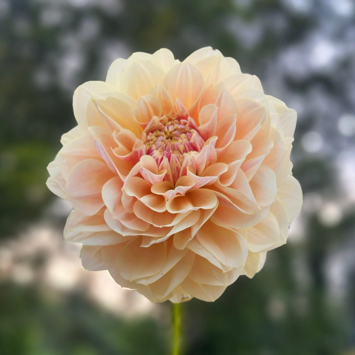 LFT Lemon Blush Cutting