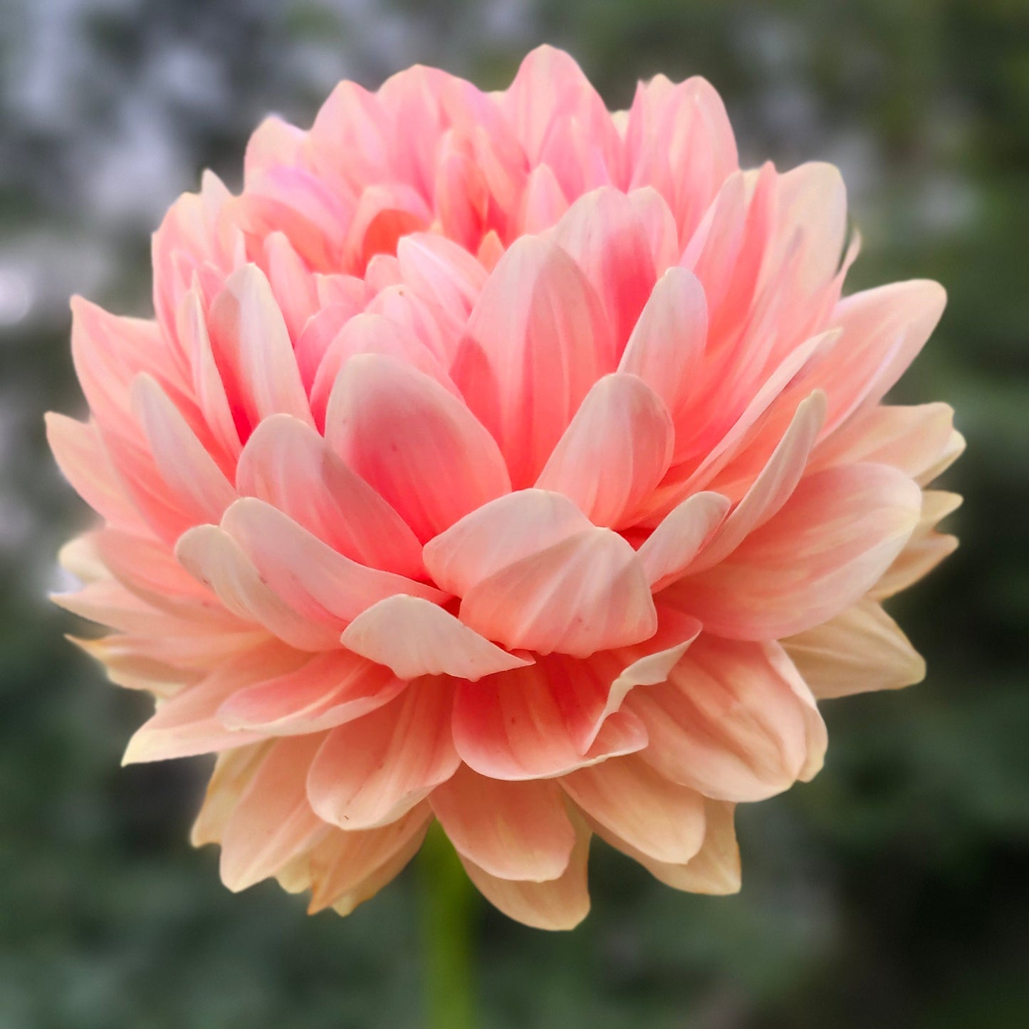 Hollyhill Serenity Tuber