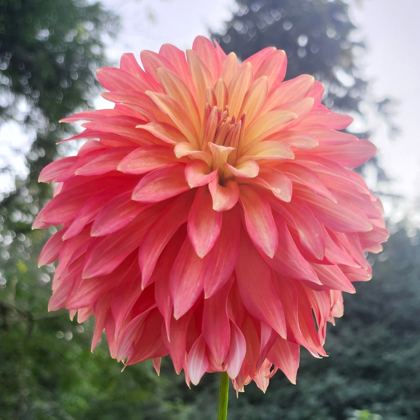 WD Aunty Dor Cutting