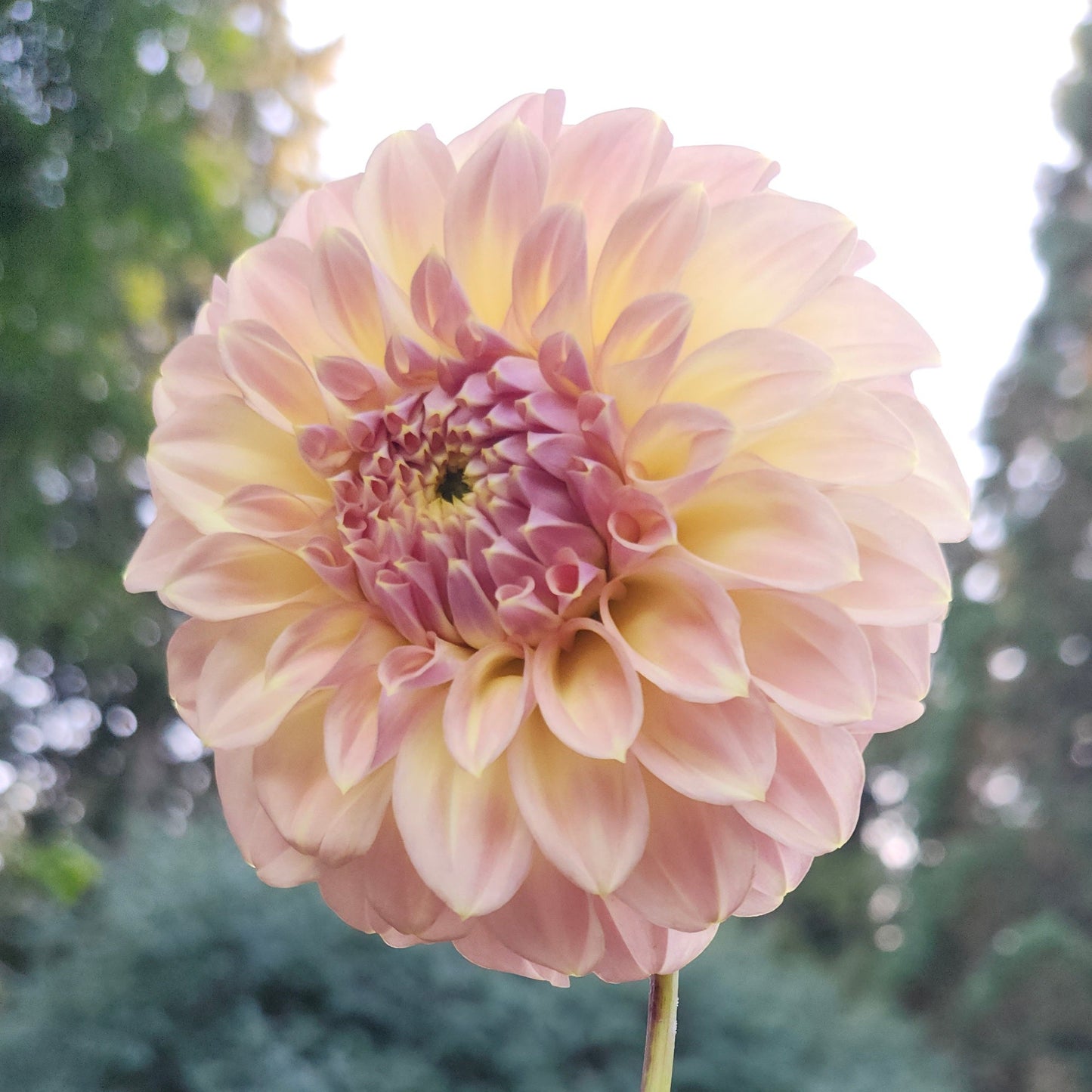 Coorabell Astrid Cutting