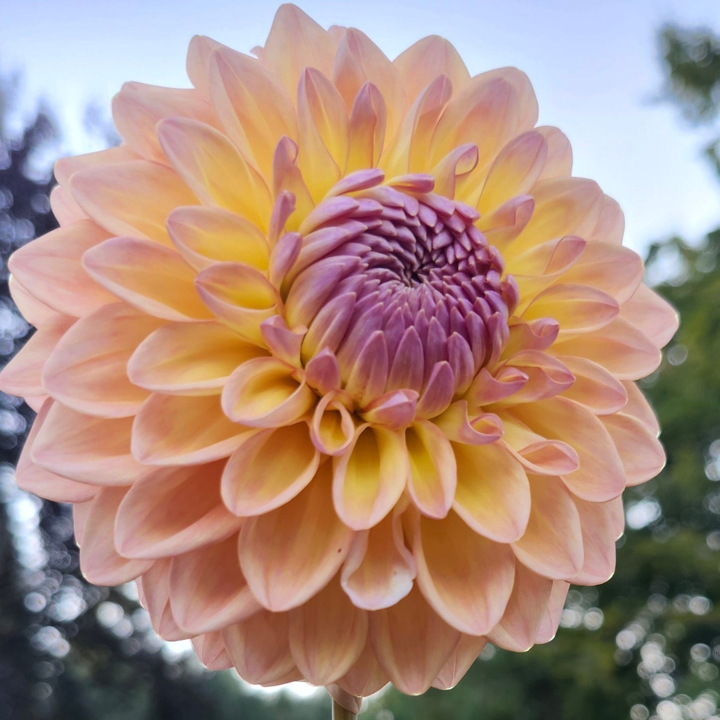 Dikara Jodie Cutting