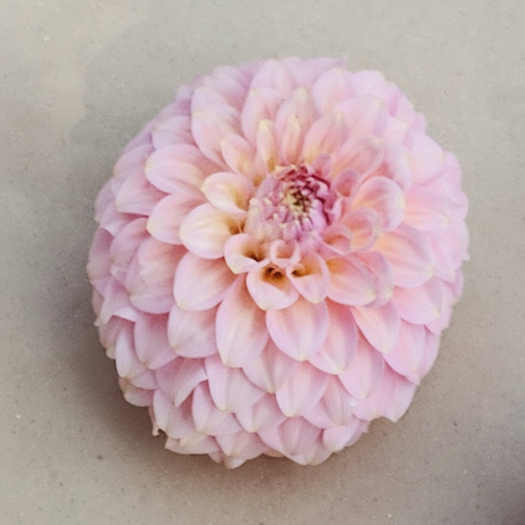 Araluen Leatrice Cutting