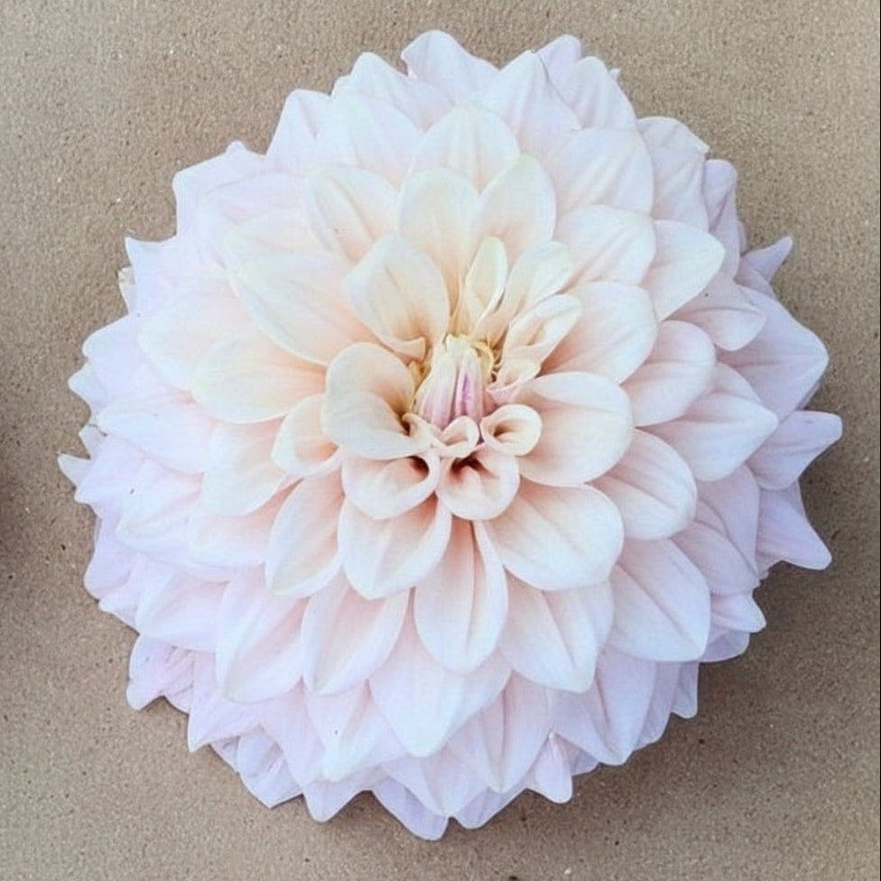 Florelie Antique Cutting