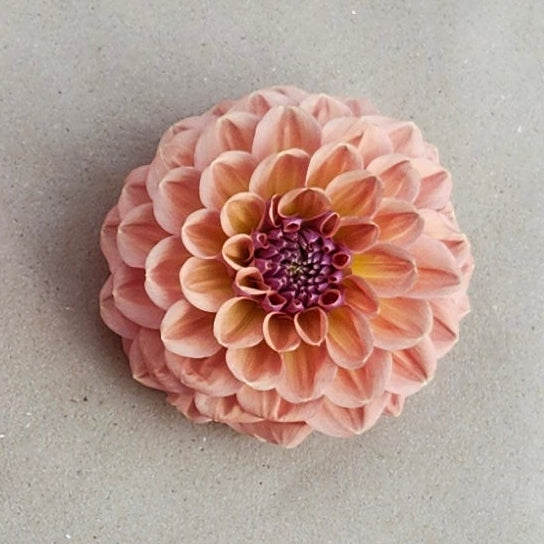 Levi's Blue Smoke Cutting