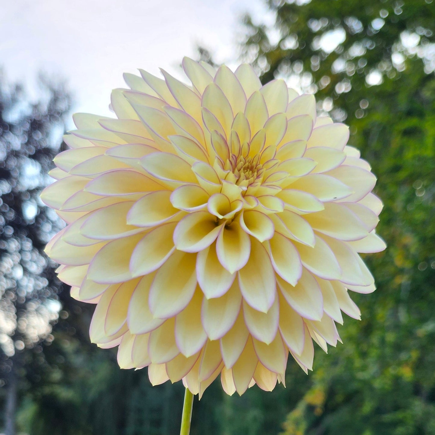 Bloomquist Blush Tuber