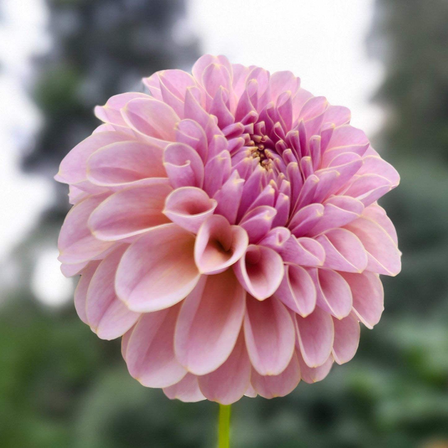 KA's™ Cinder Rose Cutting