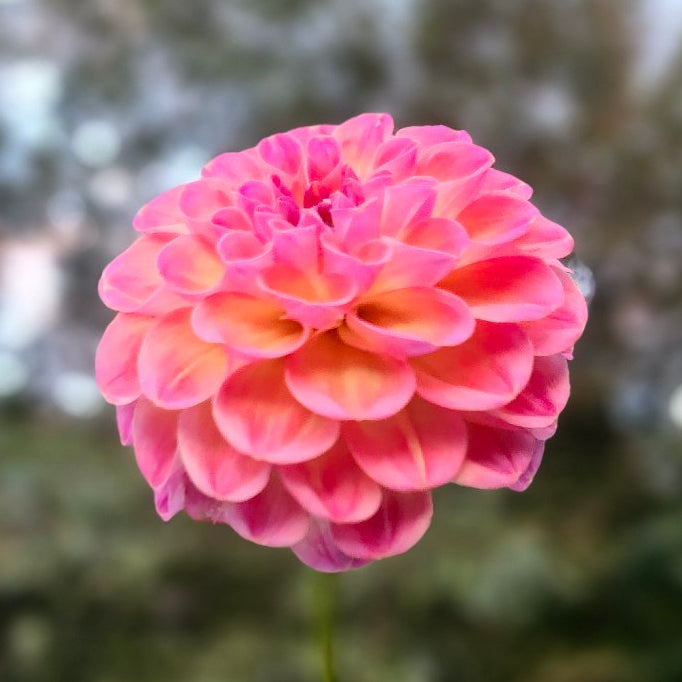 Verkist Cosmic Tuber