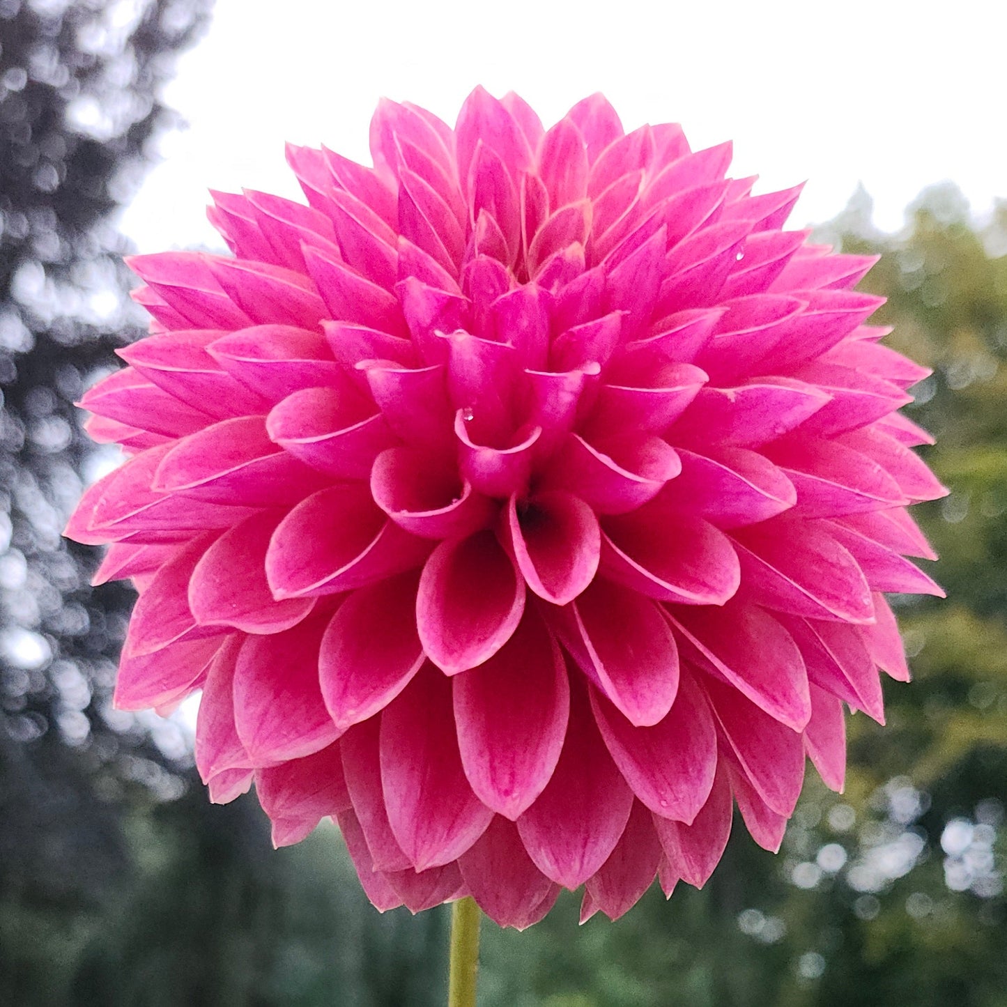 Levi's Sunfire Cutting