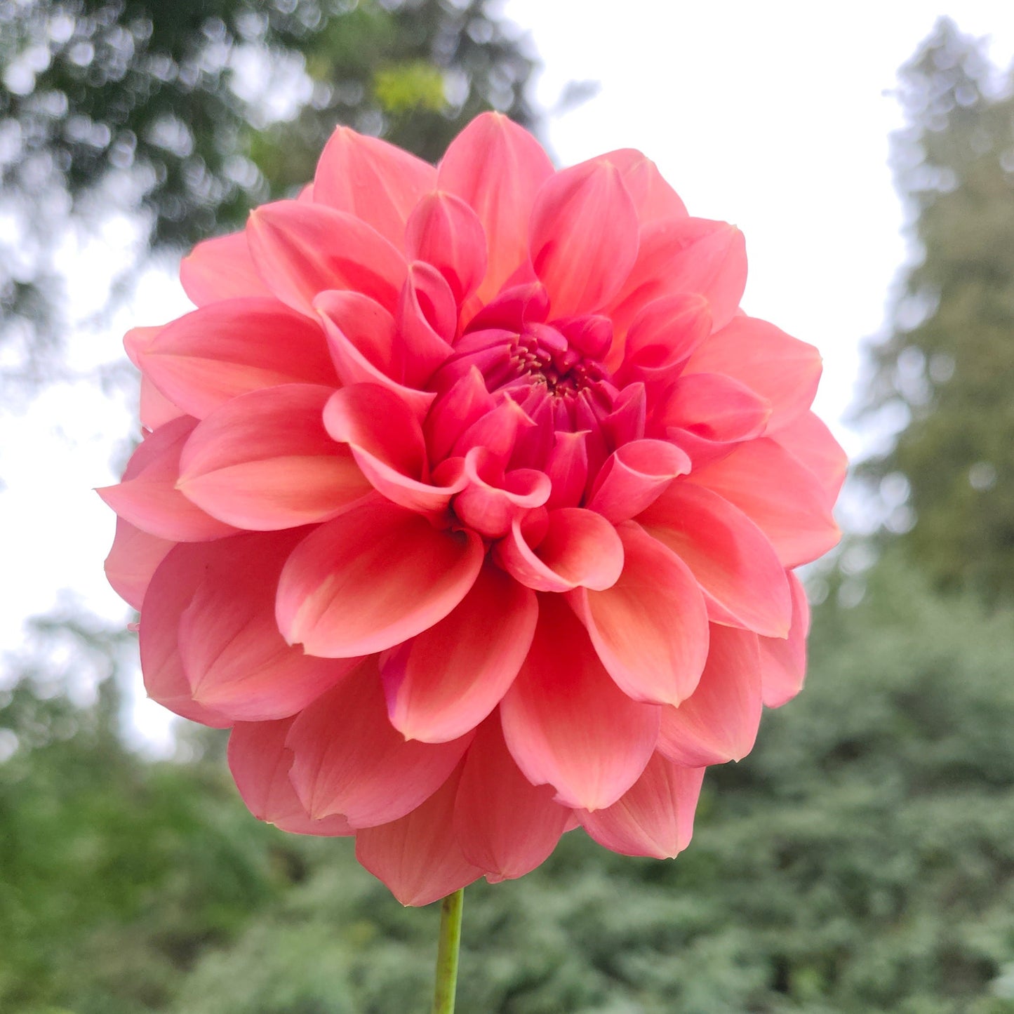 RM Pink Sugar Cutting