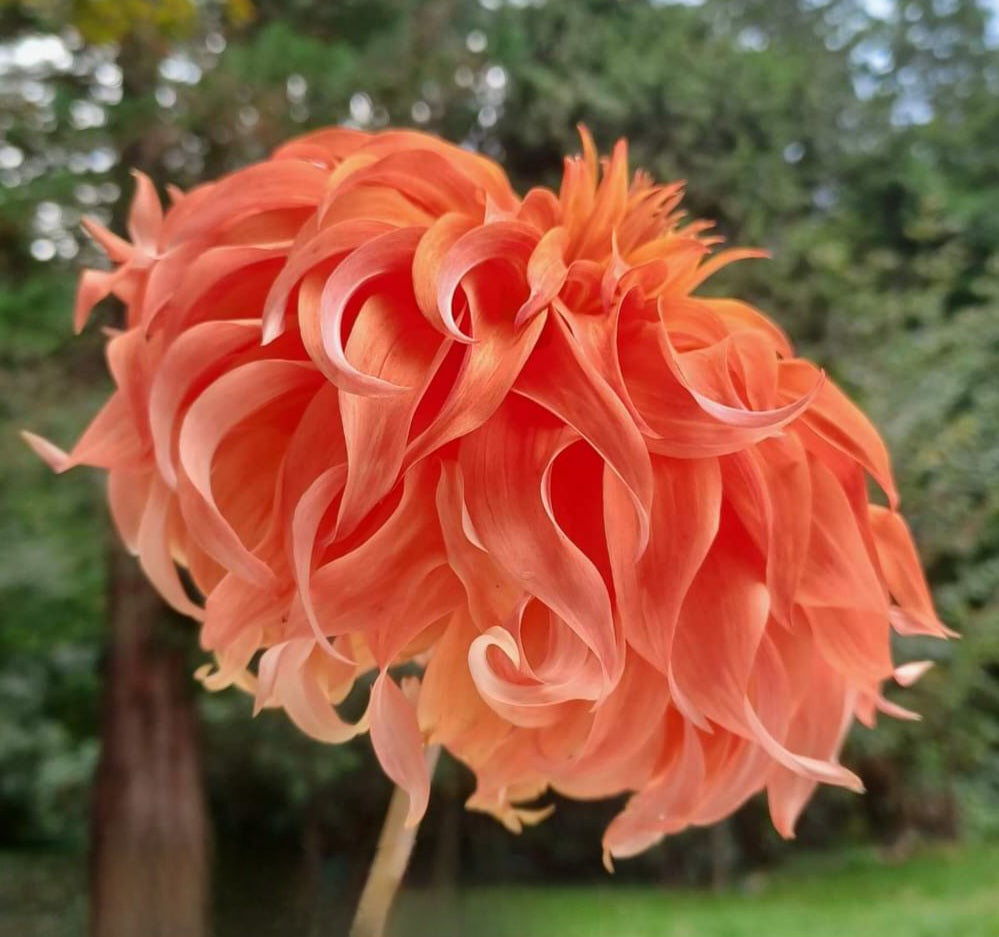 Bloomquist Jean Tuber