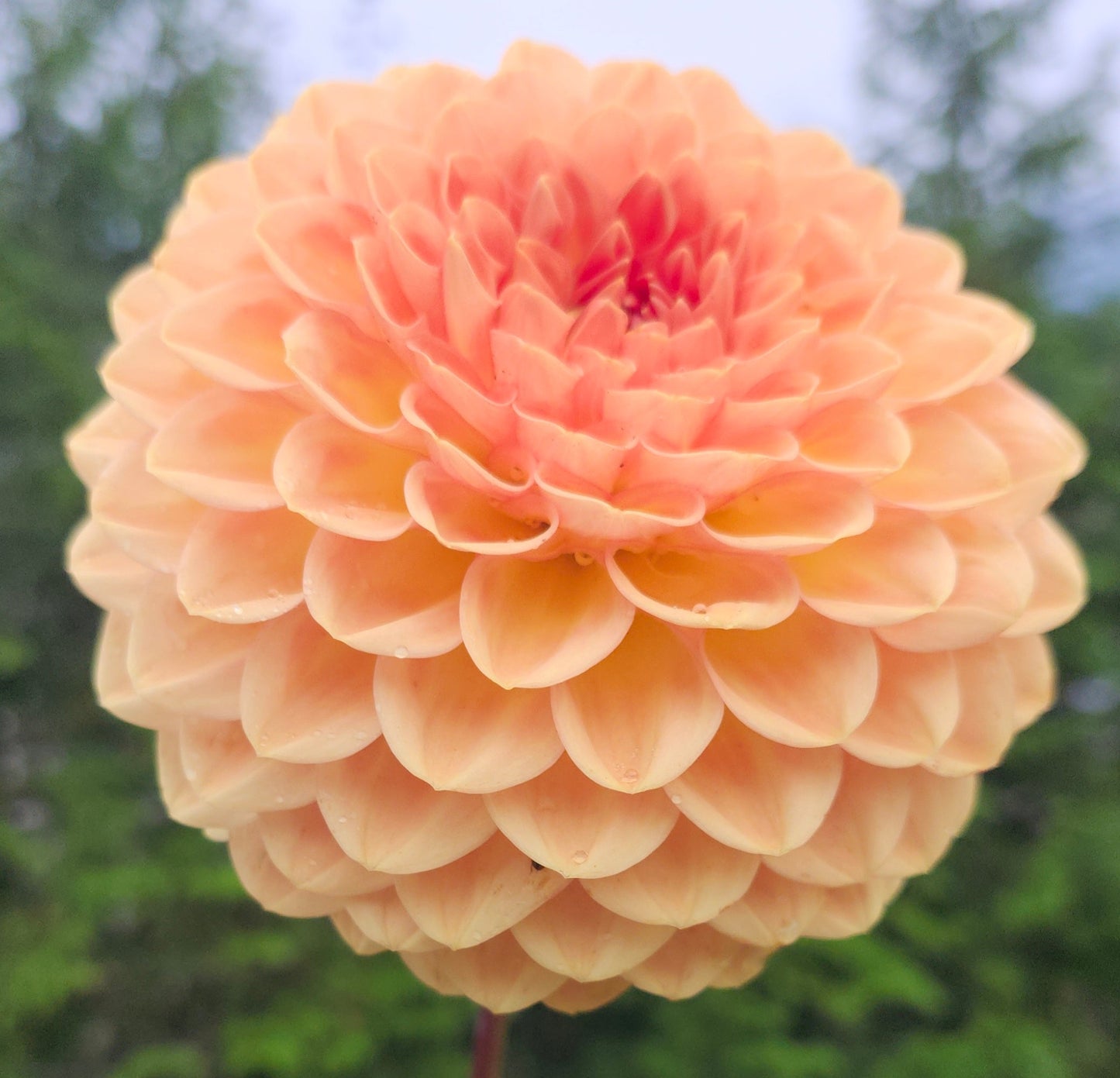 Bylton Softer Gleam Tuber