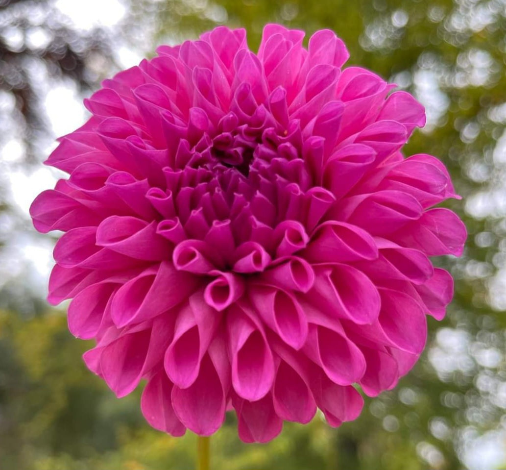 Chimacum Nadjae Tuber