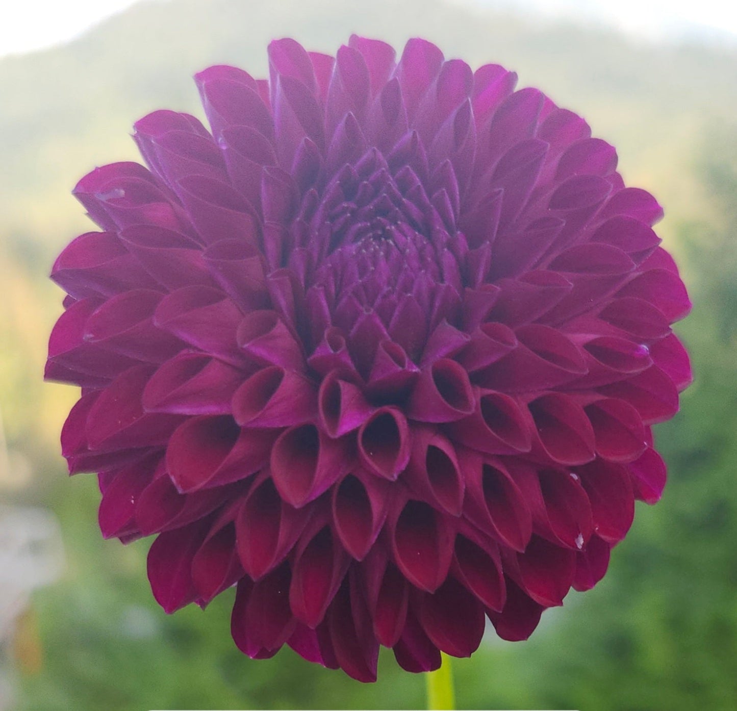 Chimacum Troy Tuber
