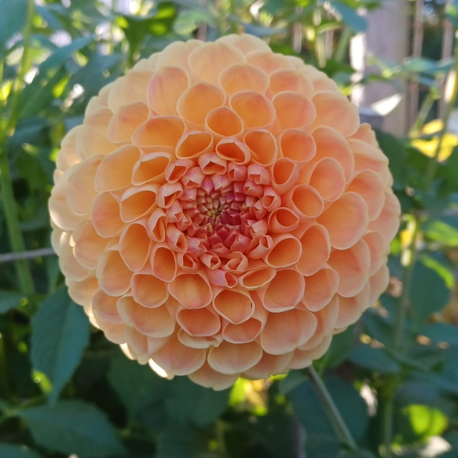 Crichton Honey Tuber
