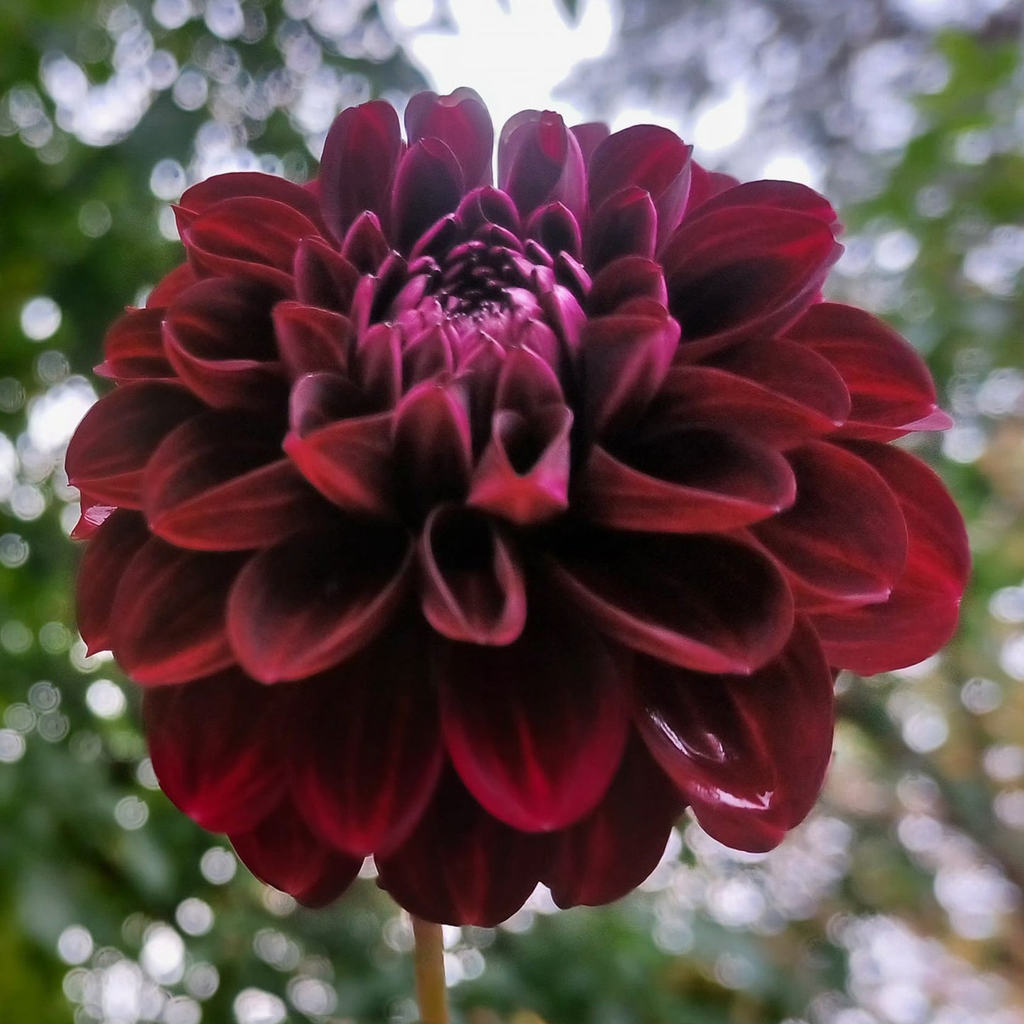 Dark Spirit Tuber