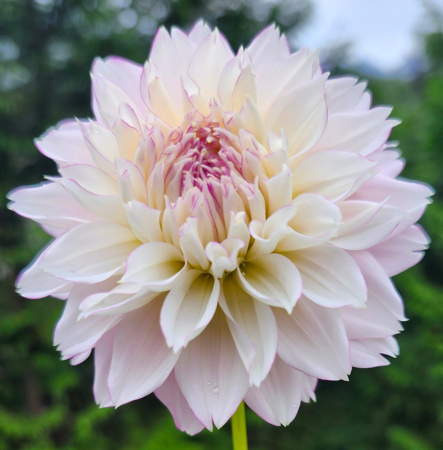 Hollyhill Pinkie Tuber