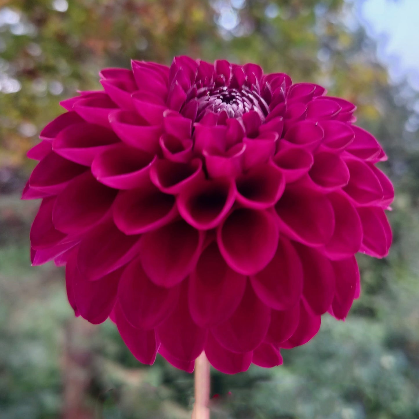 Hollyhill Regal Tuber