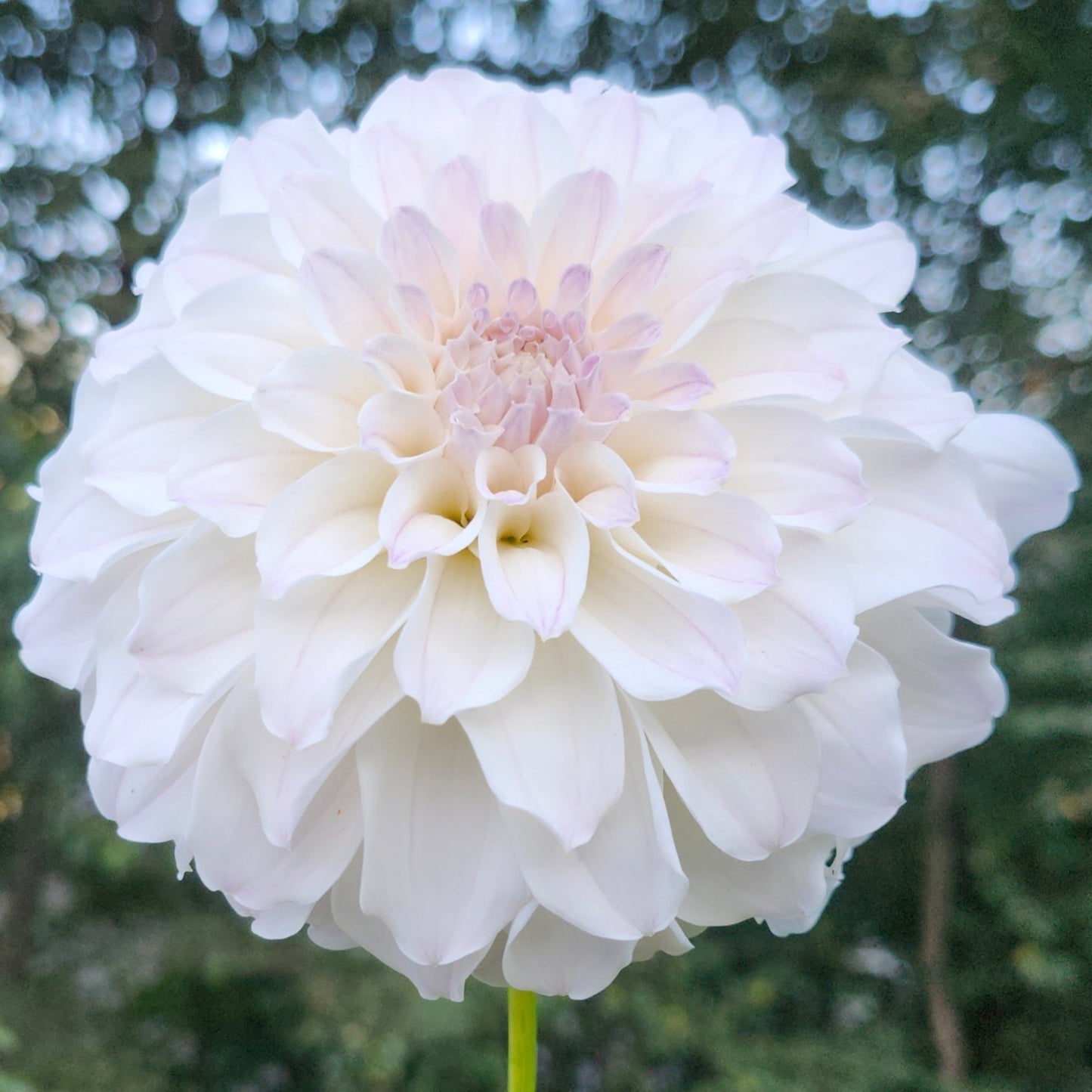 Irish Ruffles Cutting