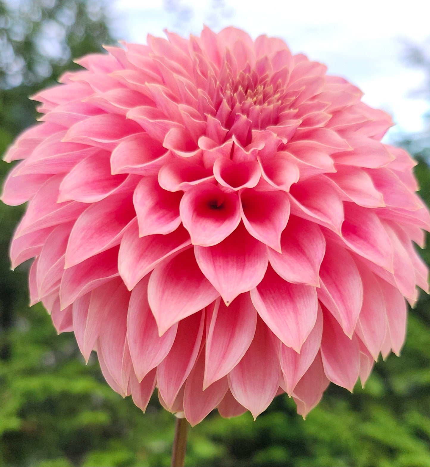 KA's™ Coral Sea Tuber