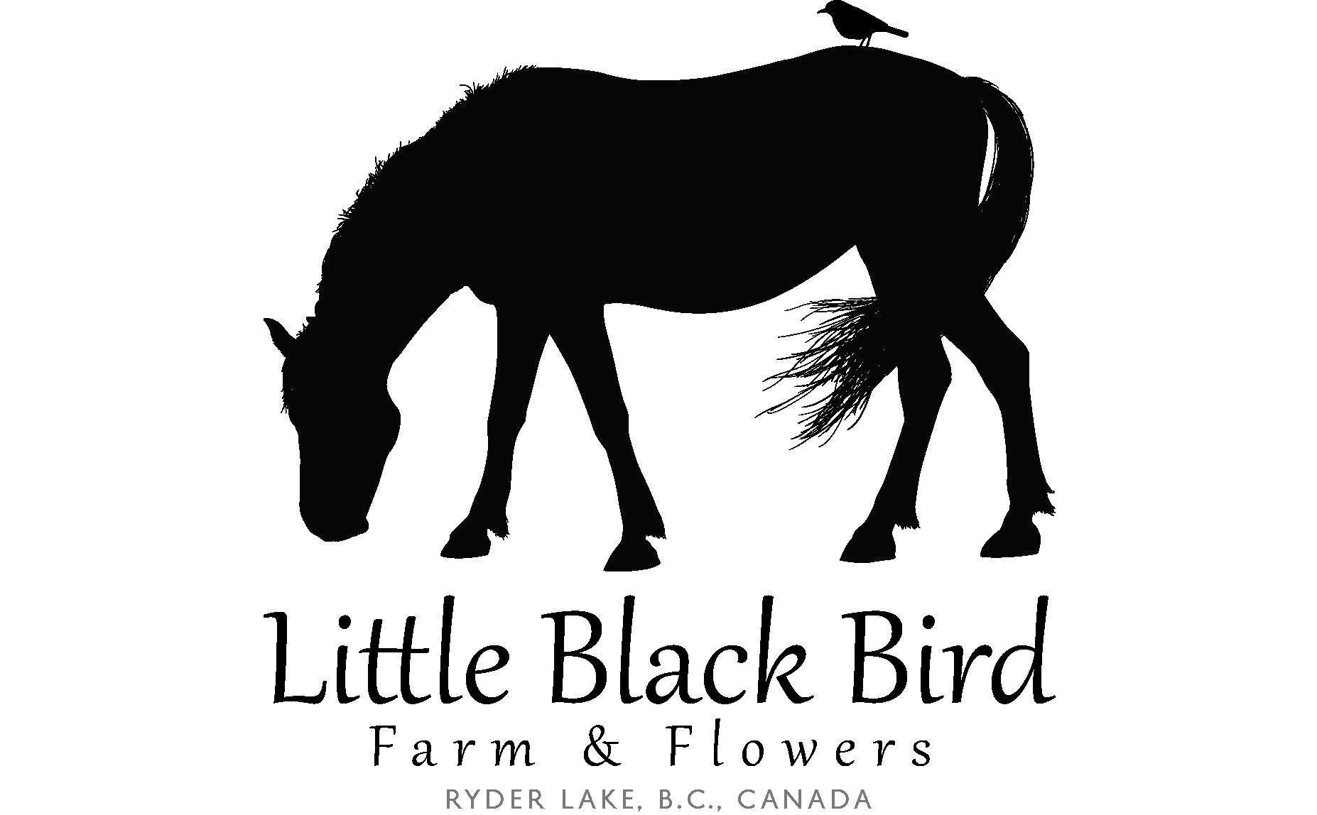 dahlias-little-black-bird-farm-flowers