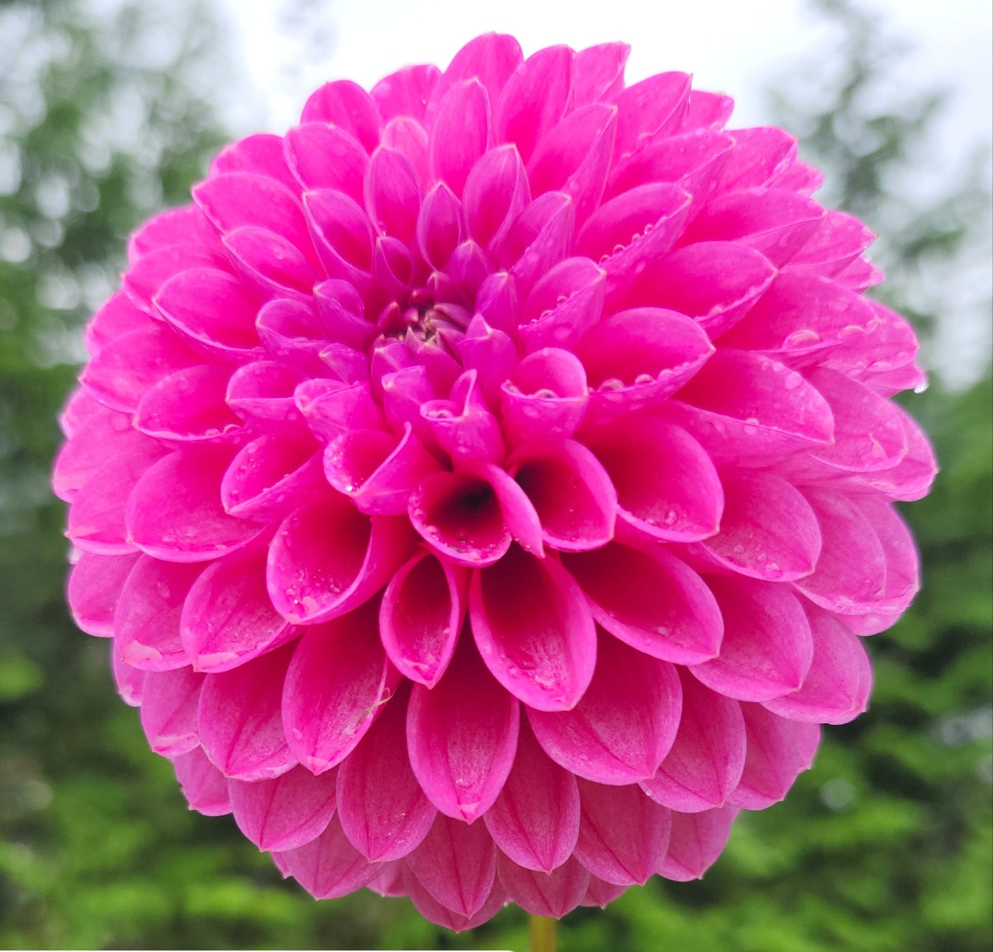 Mary's Jomanda Tuber