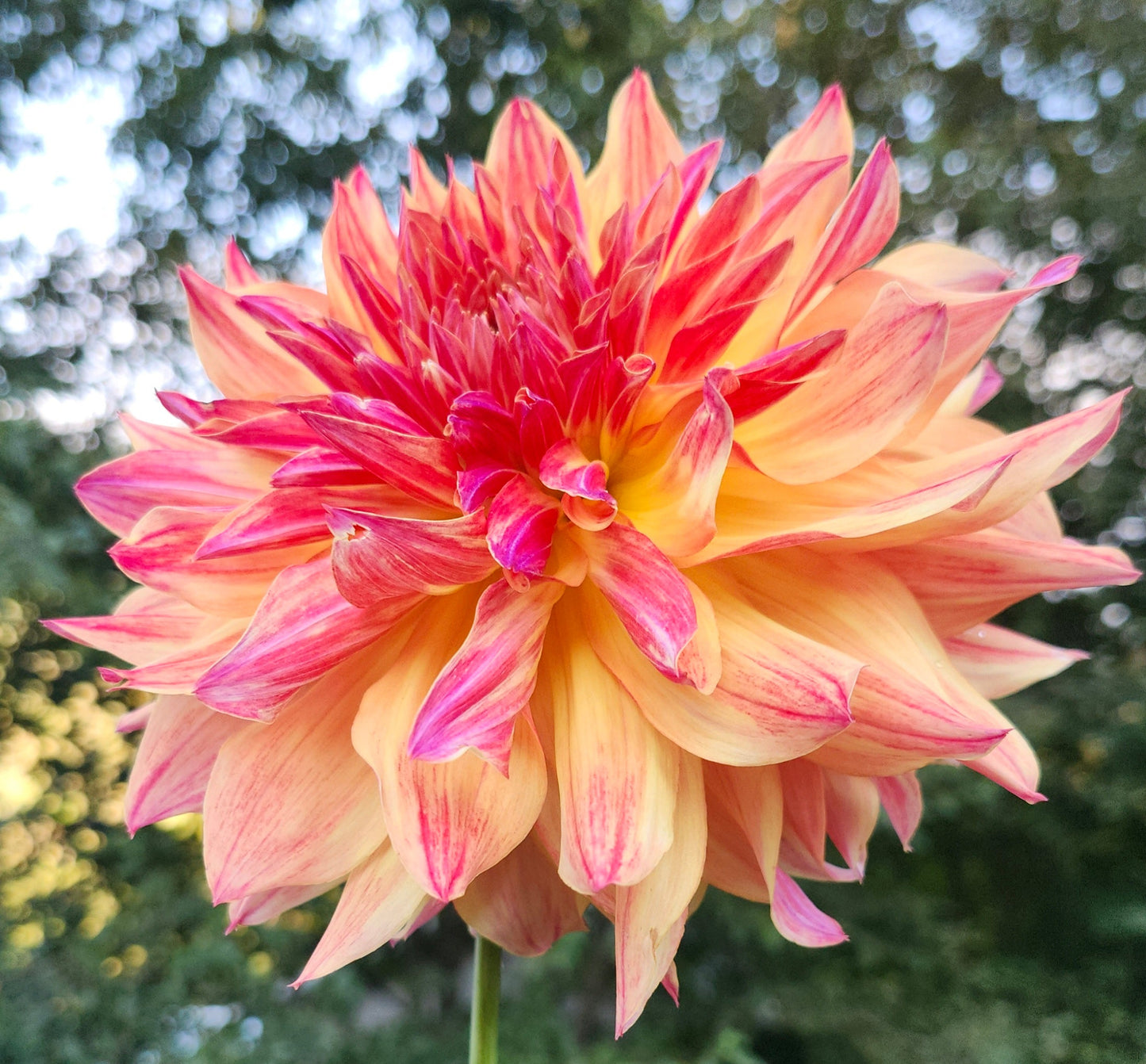 Normandy Lisanne Tuber