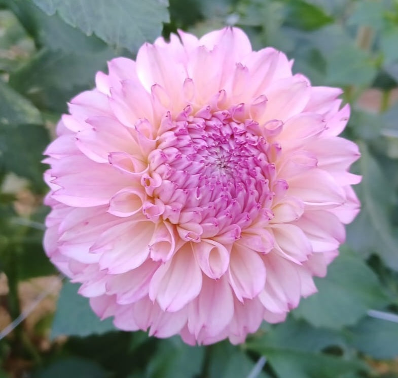 DAHLIA Coseytown® Tallboy | Cut Flower Dahlia Tubers – Coseytown