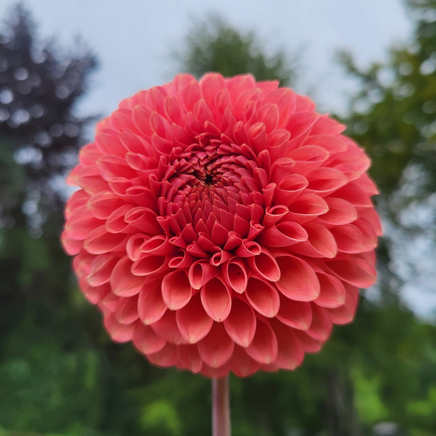 Parkland Tribute Tuber