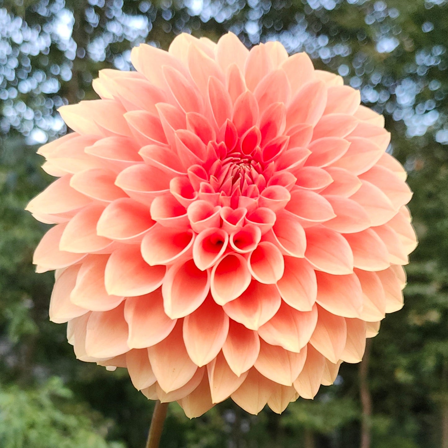 Rosendale Peach Tuber