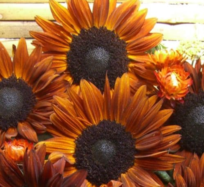 Sunflower Seeds - Terracotta