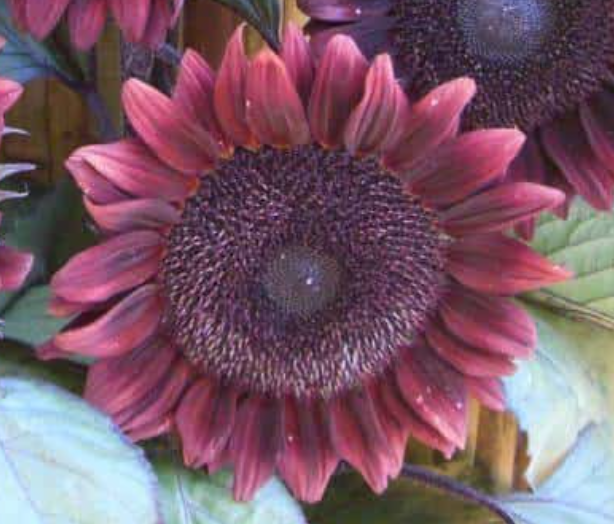 Sunflower Seeds - Procut® Red