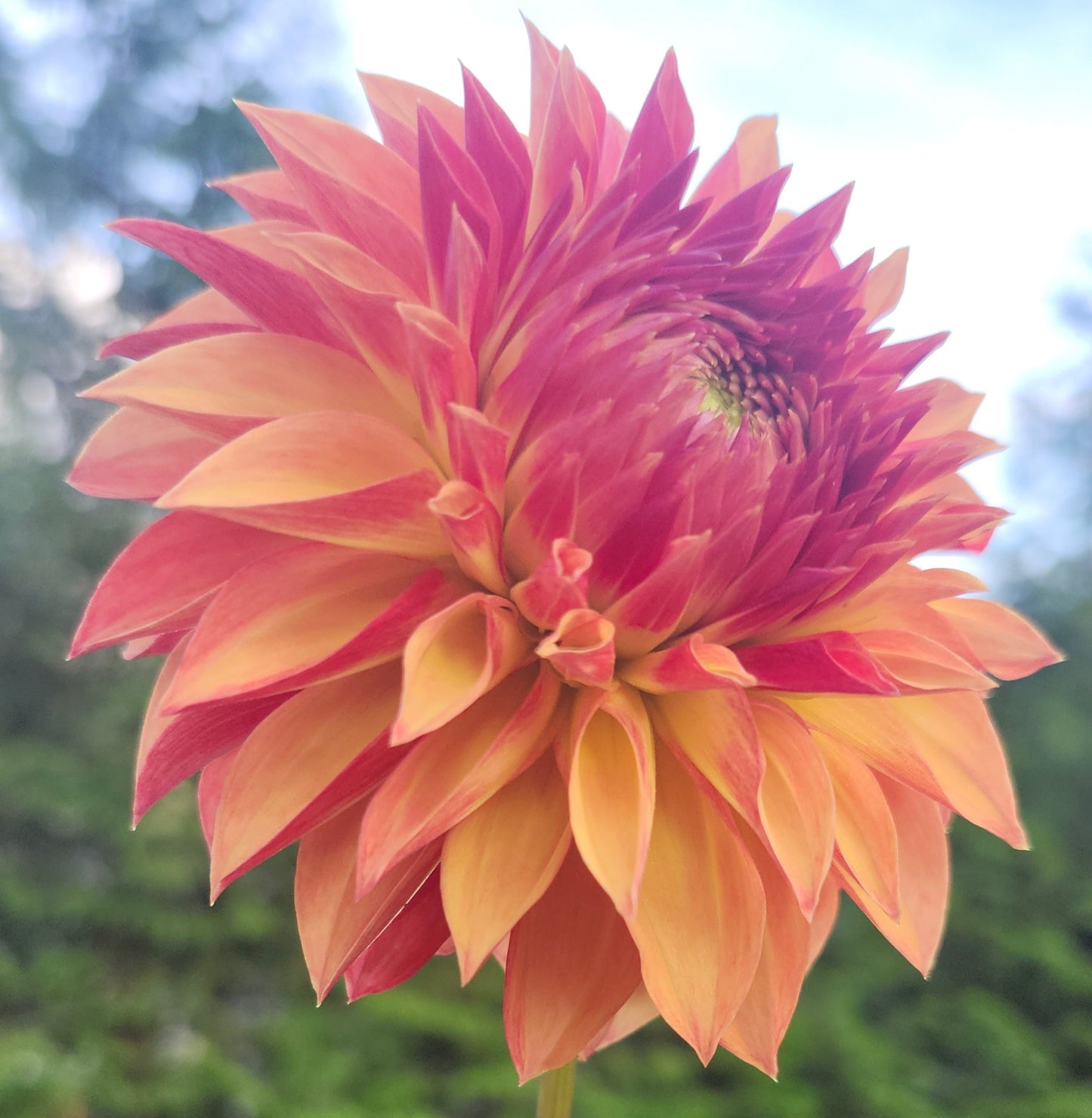 Verrone's Sandra J Tuber