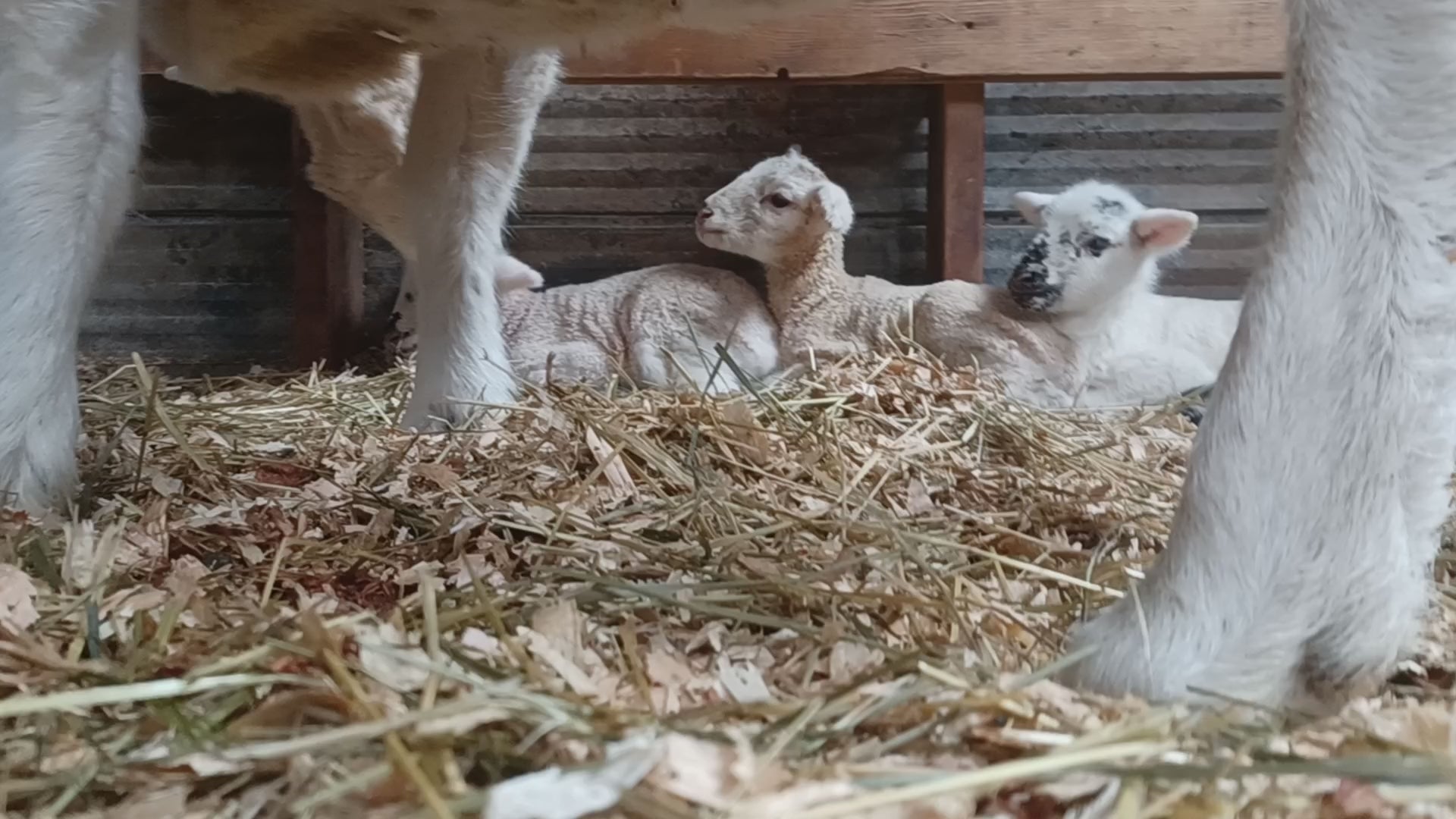 Load video: Aurora kissing her triplets Eustace, Caspian and Lucy,  one at a time, Spring 2023