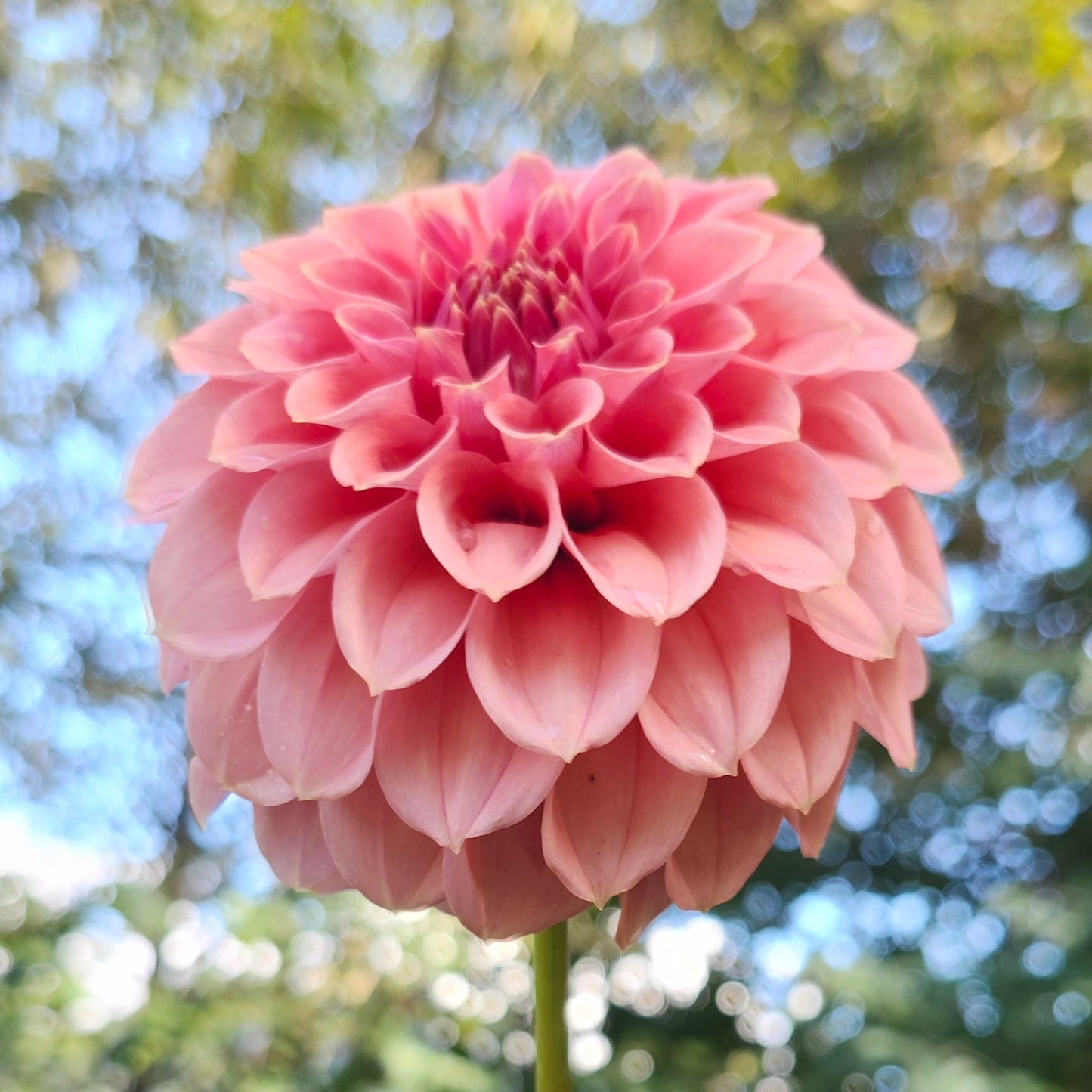 KA's™ Keltie Rose Tuber